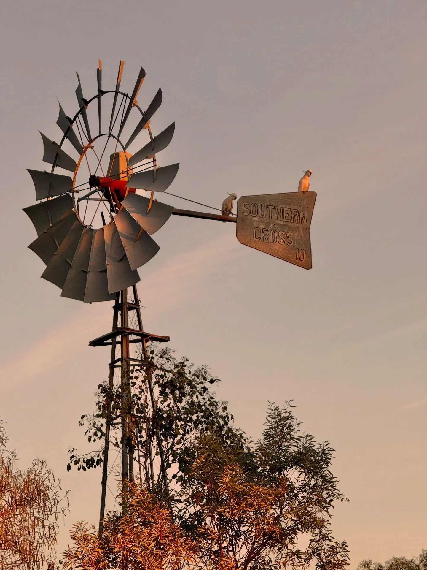 No time for the camera so the iPhone will do! Evening chores run came with this reward today.

Quintessential Aussie Outback!

#aussieoutback #thefarmersfriend #thefarmersfriendphotography #farmlifebestlife #iphonexphotography #goondiwindiphotographe