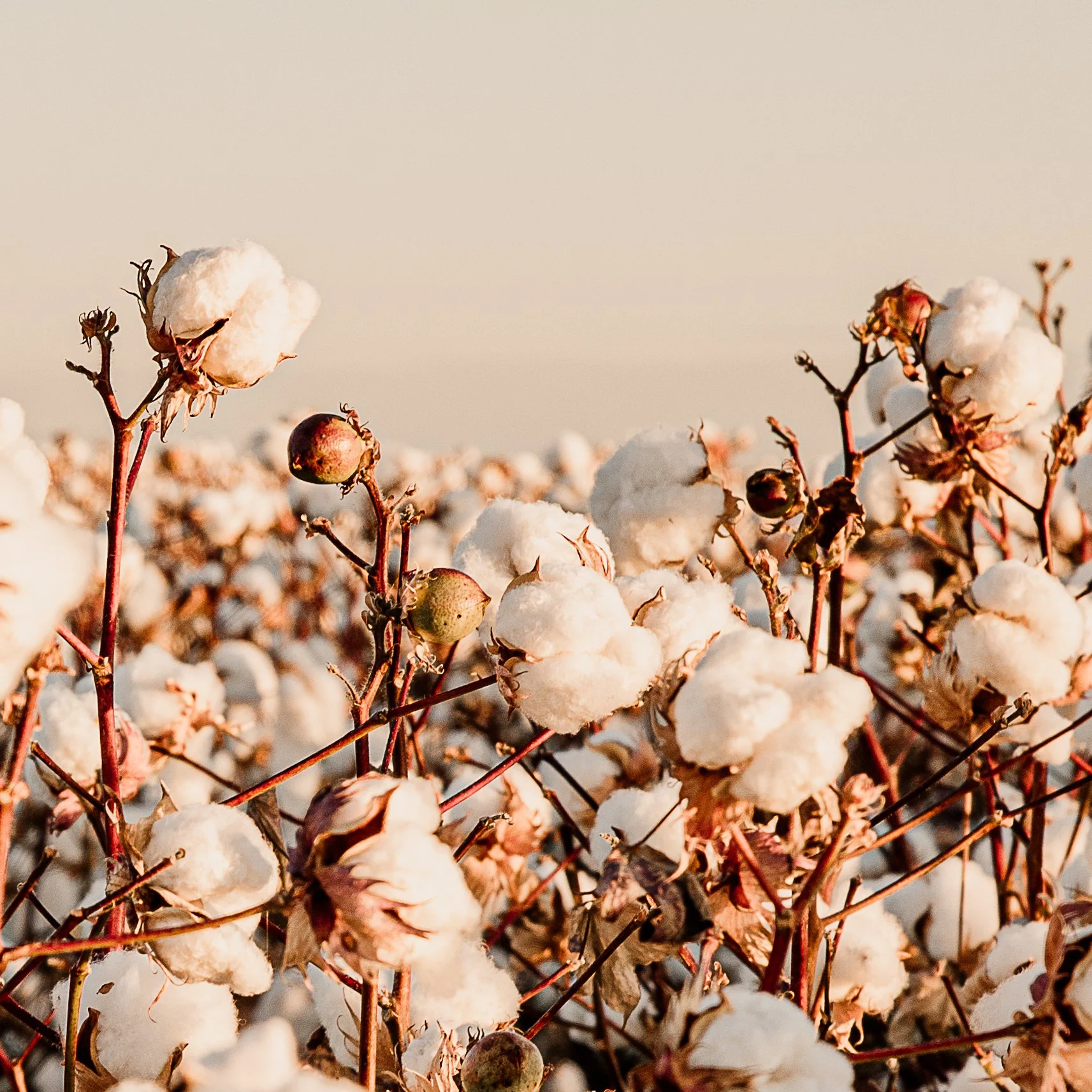 The Cotton Collection 2026 - 8.jpg