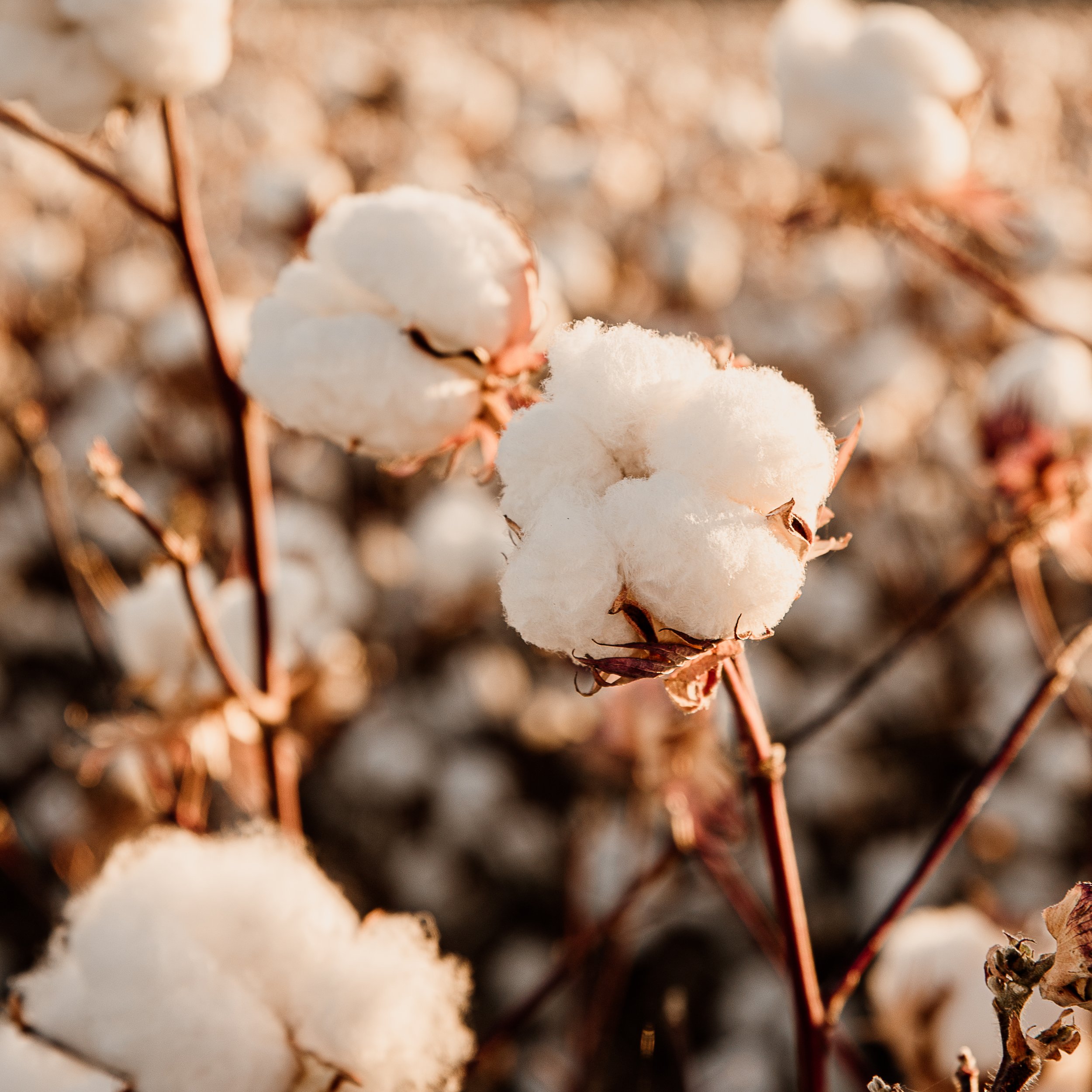 The Cotton Collection 2026 - Ready.jpg