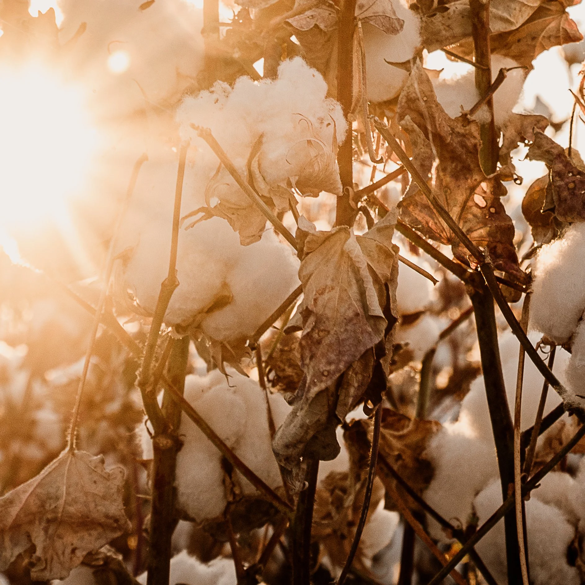 The Cotton Collection 2026 - Fading Warmth.jpg