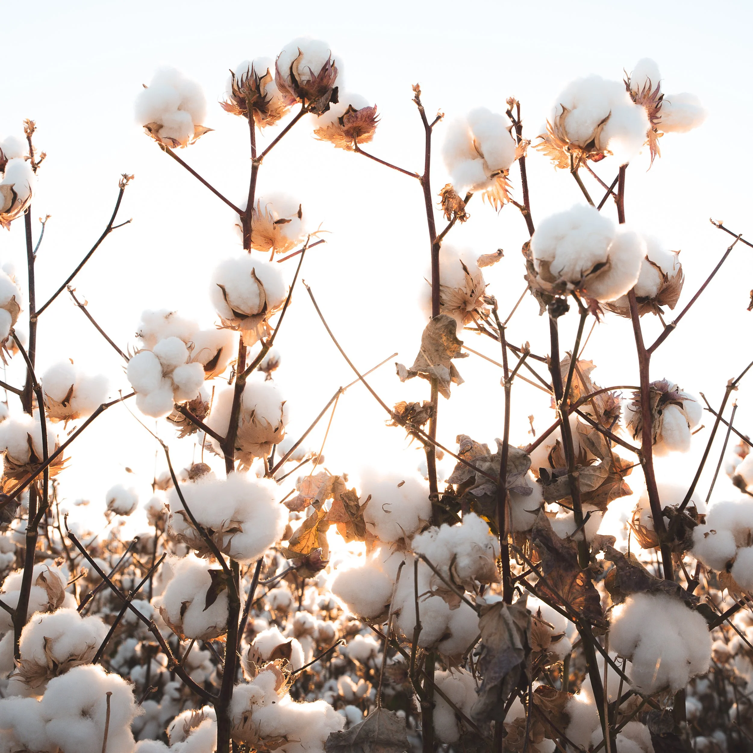 The Cotton Collection 2026 - 5.jpg