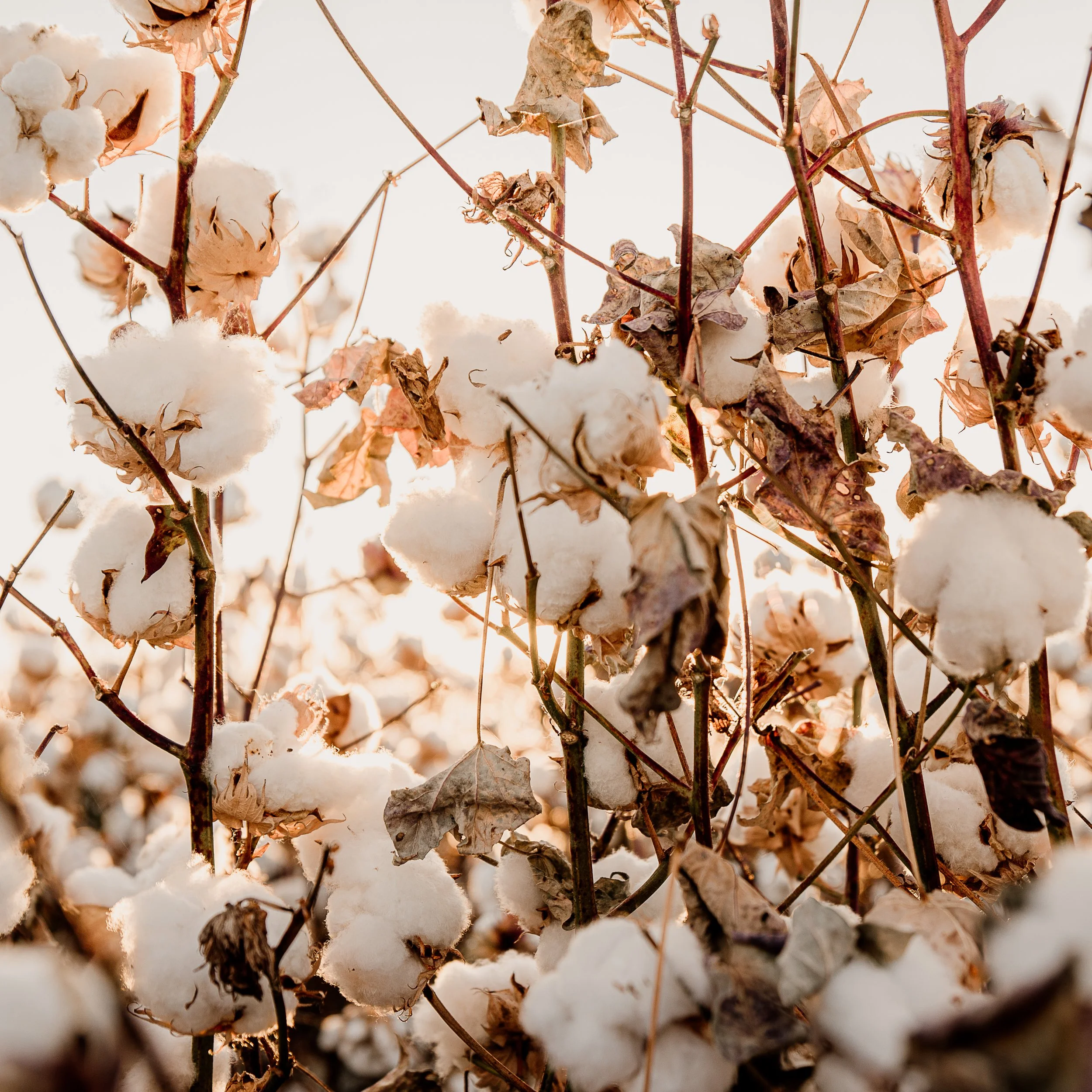 The Cotton Collection 2026 - 4.jpg