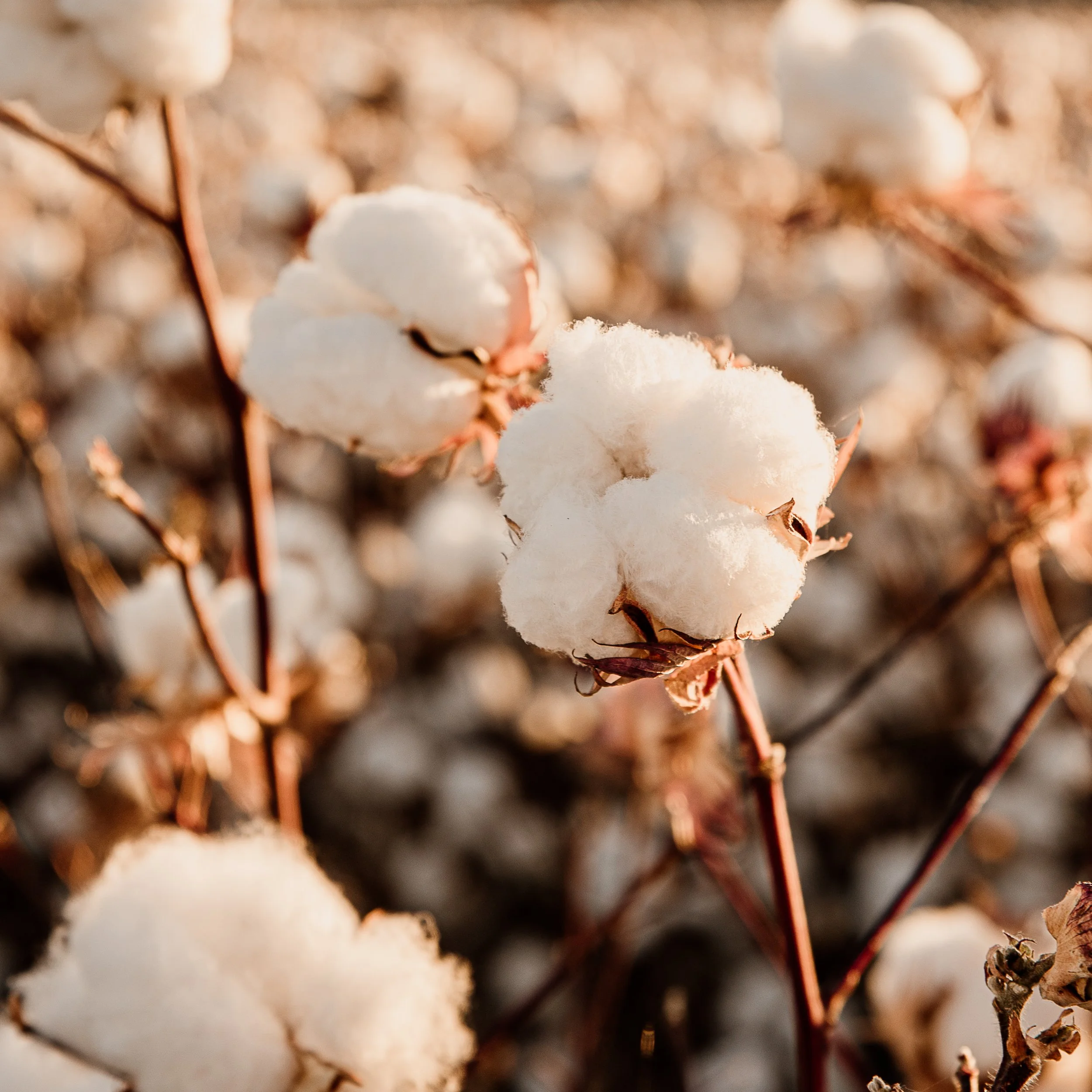 The Cotton Collection 2026 - 3.jpg