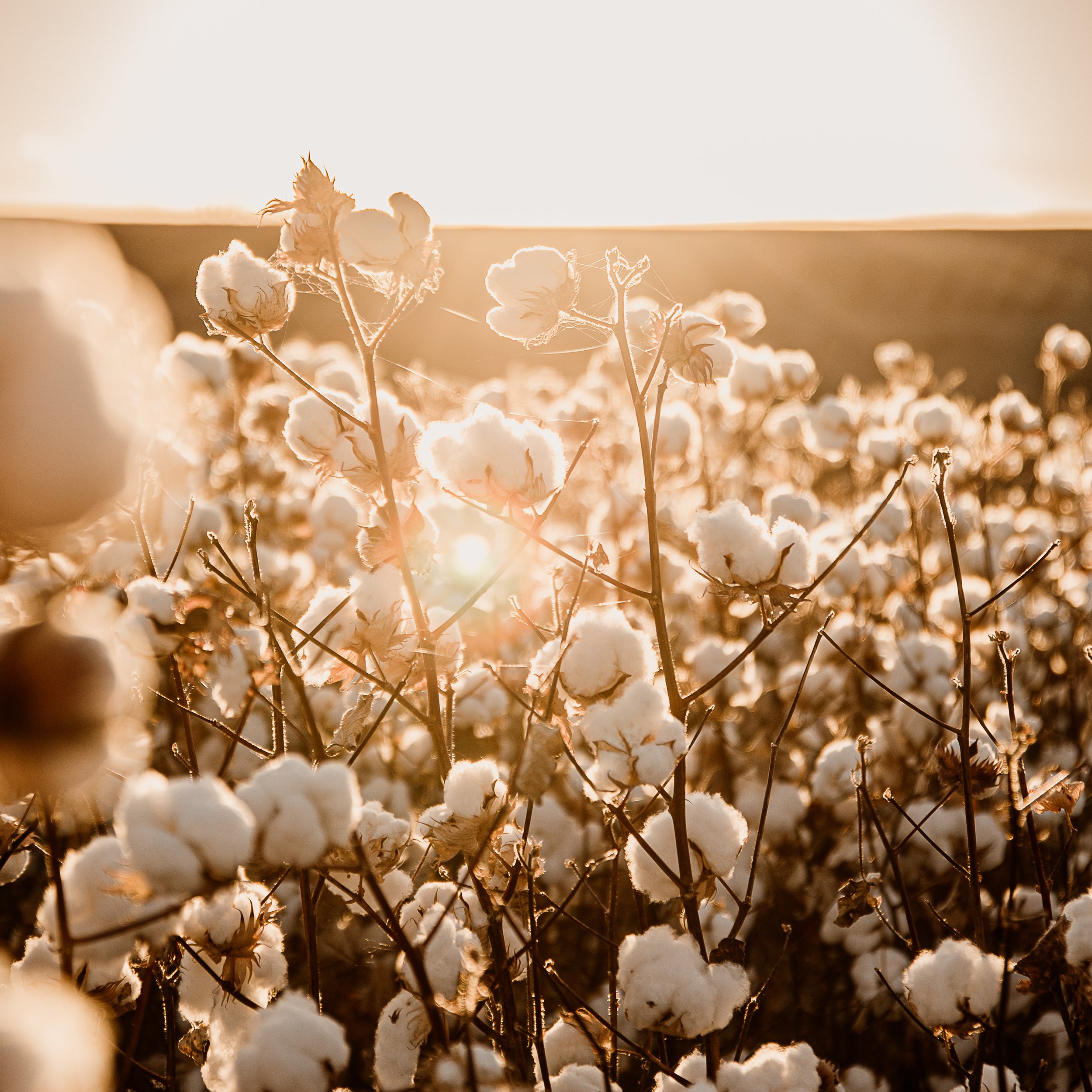 The Cotton Collection 2026 - 2.jpg