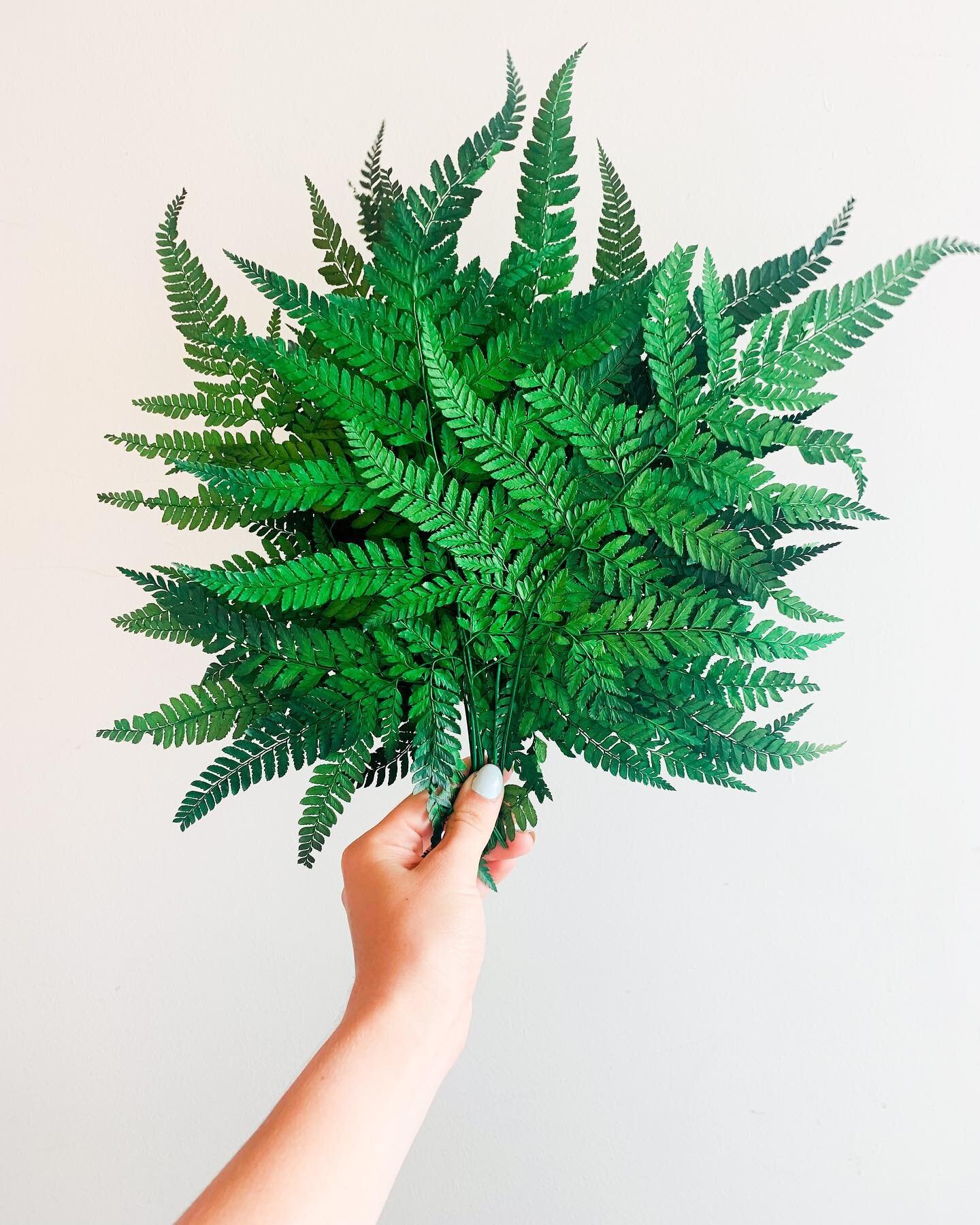 New dried flower bar item! We&rsquo;re finally bringing you all more variety, and we couldn&rsquo;t be more excited. We think these fern leaves will fill out an arrangement nicely. Would you like to see an arrangement with some? Let us know below!