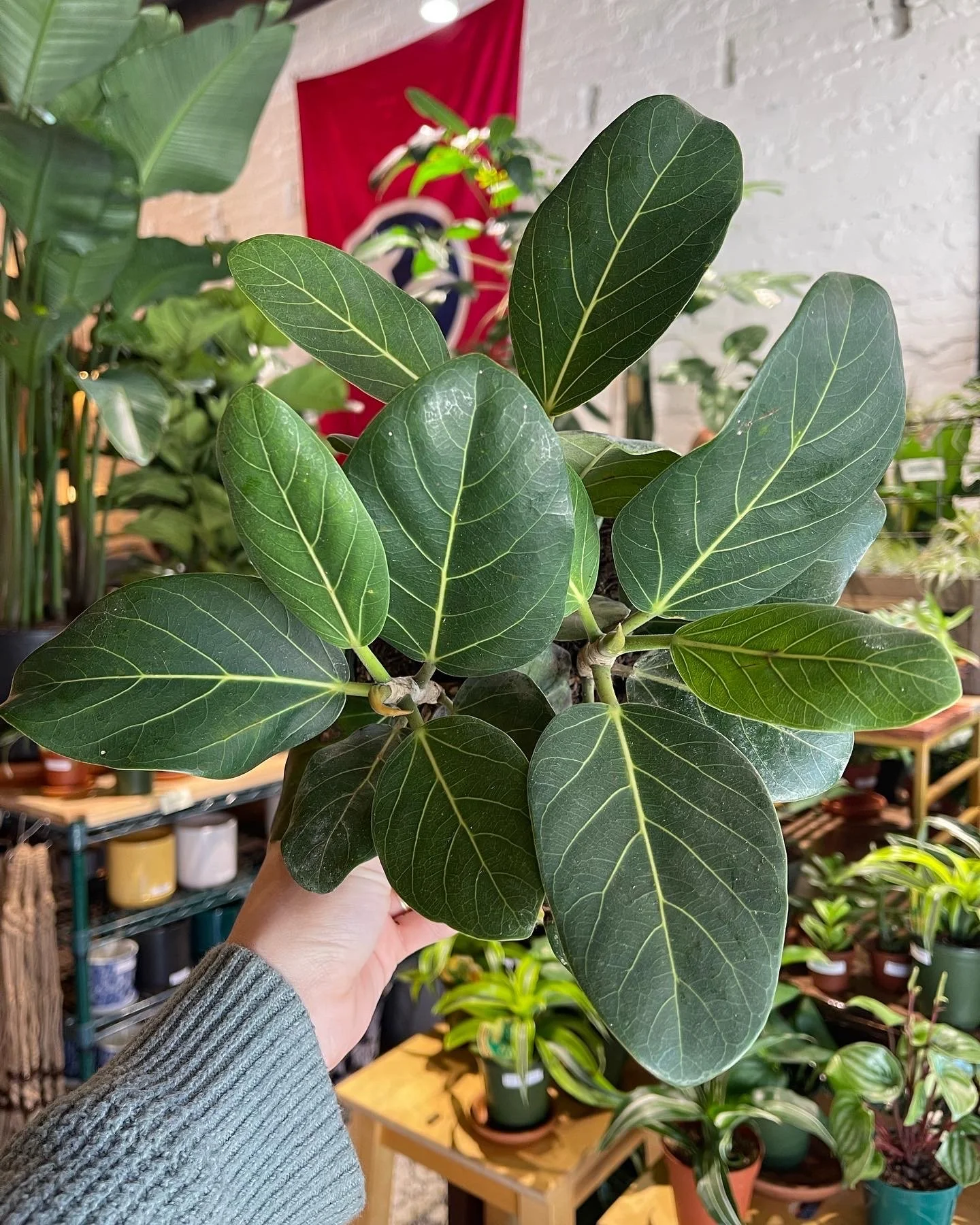Ficus Audrey