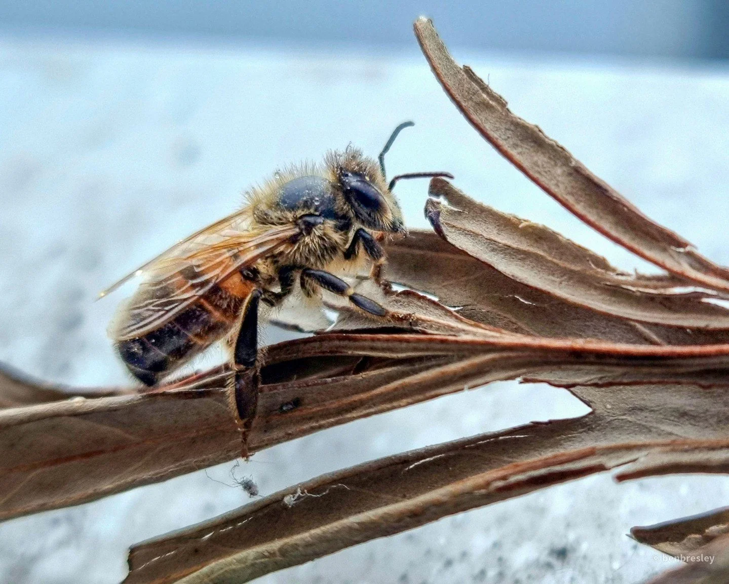 Buzz.

#photography
#photooftheday
#instagood
#melbournephotographer
#nature
#thegreatoutdoors
#naturephotography
#bees
#macrophotography
#creaturesupclose
#outdoorphotography
#peacefulphotography
#thebirdsandthebees
#buzz
#picturesofanimals
#busybee