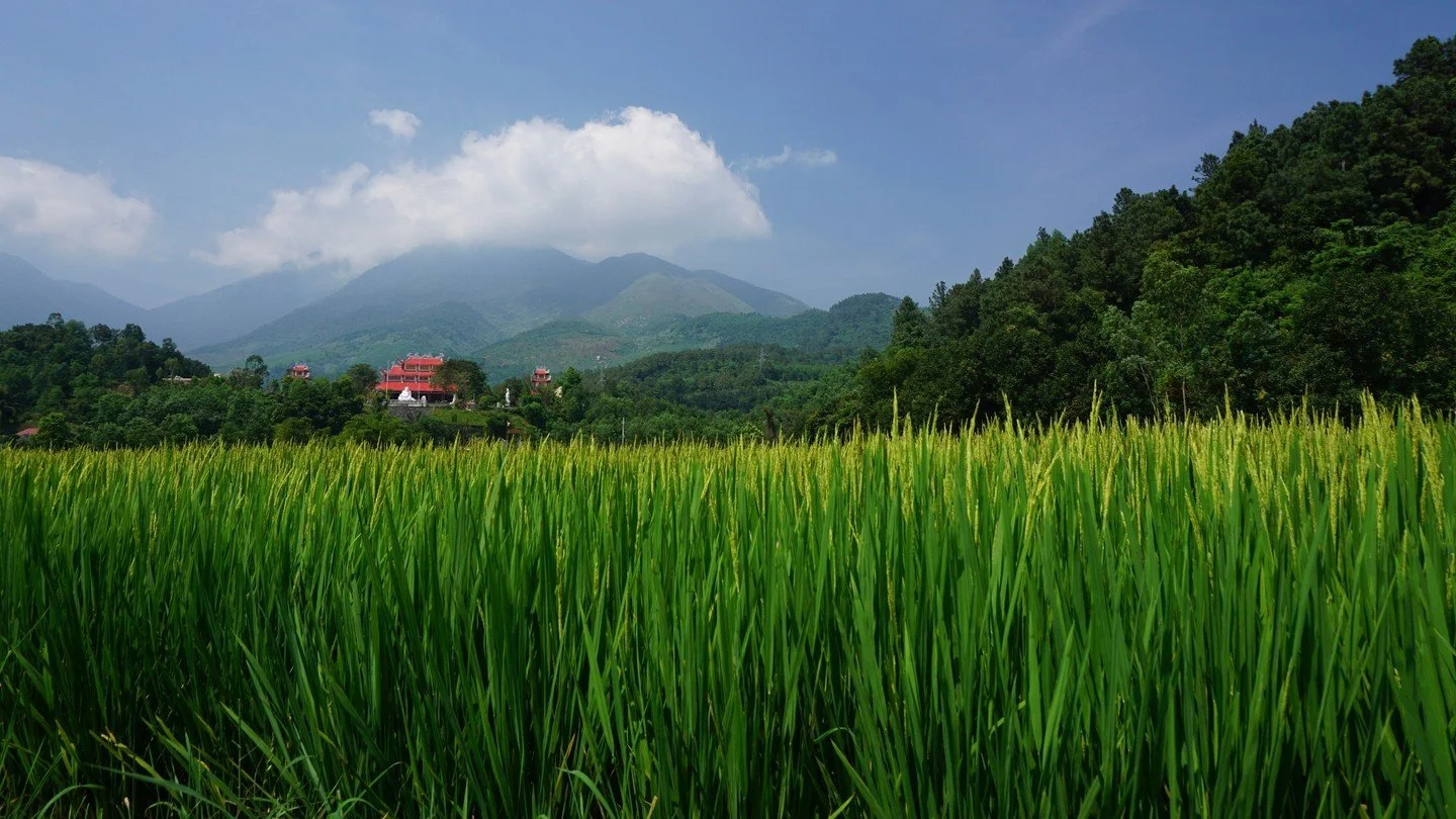 Scenic Greenery.
