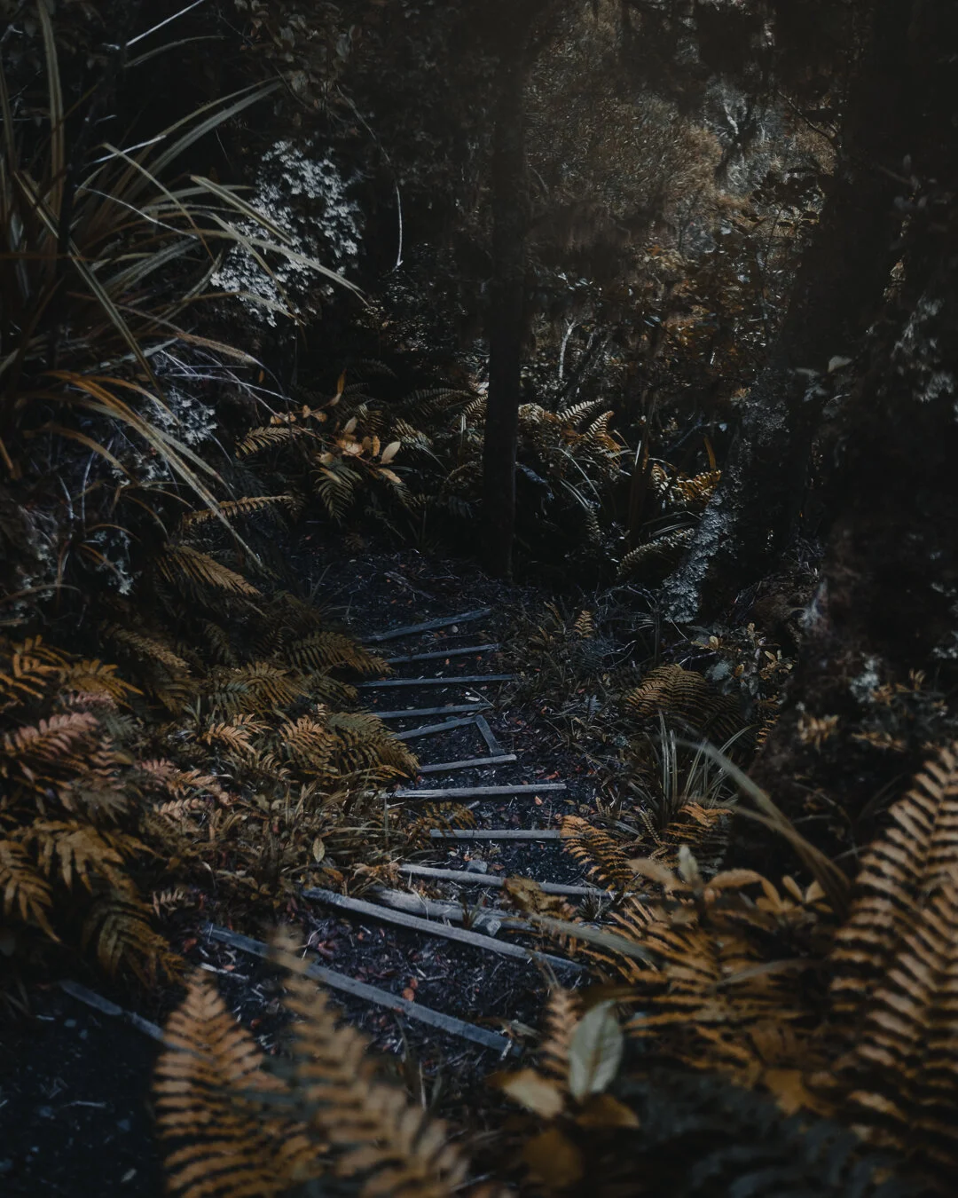 _DSF0078.jpg