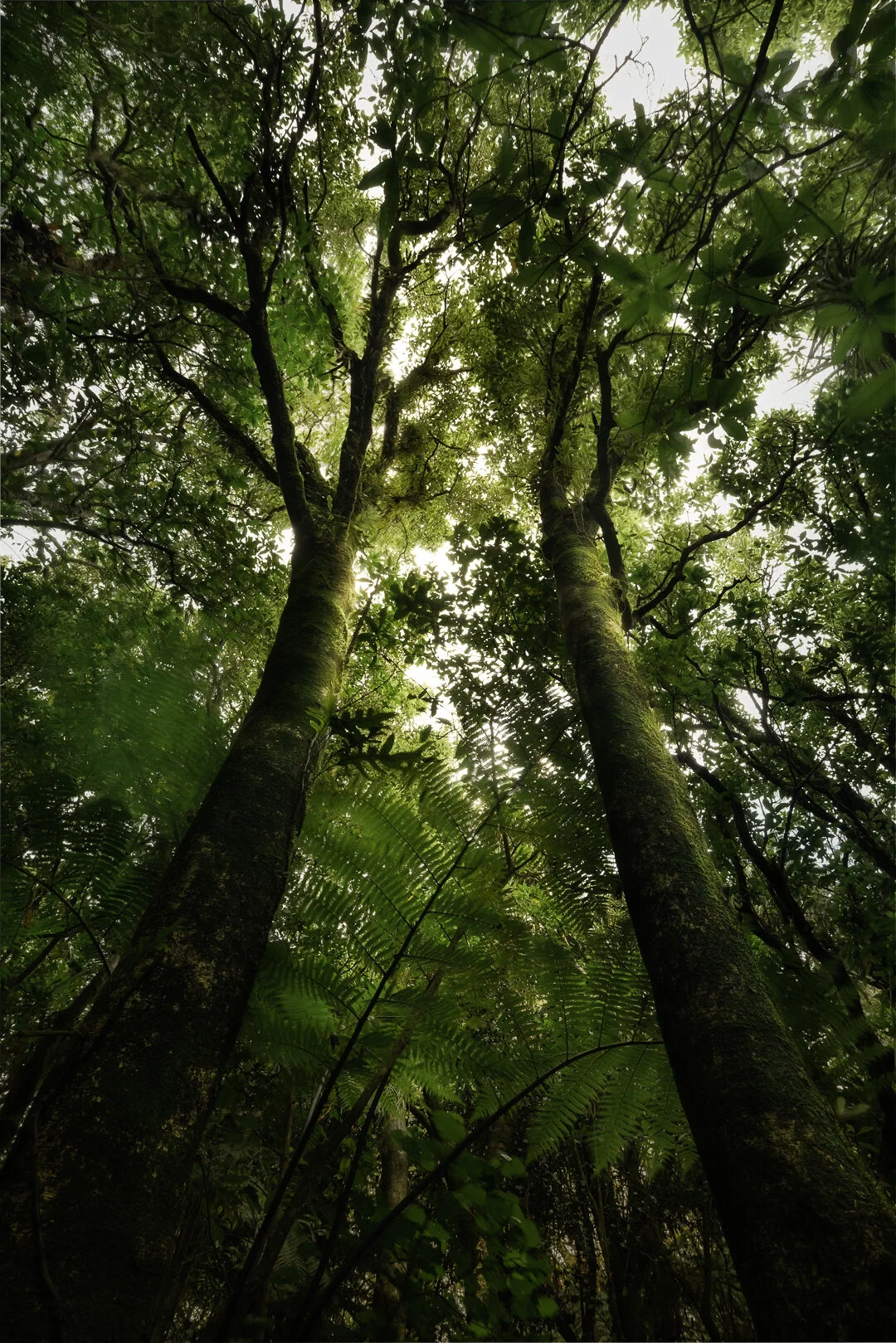 24 - Trees.jpg