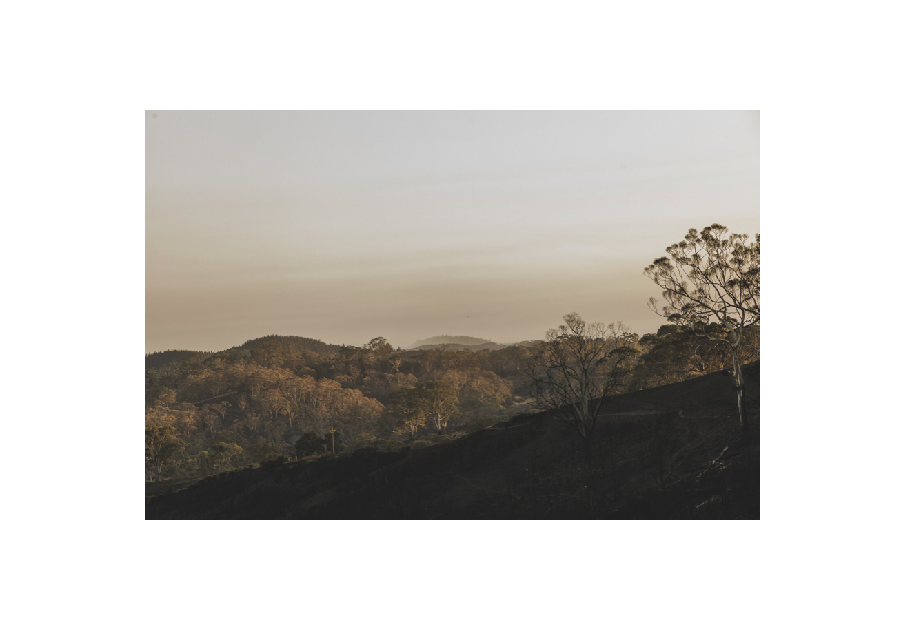 Caroline Cameron — Cudlee Creek II — Limited Edition Print