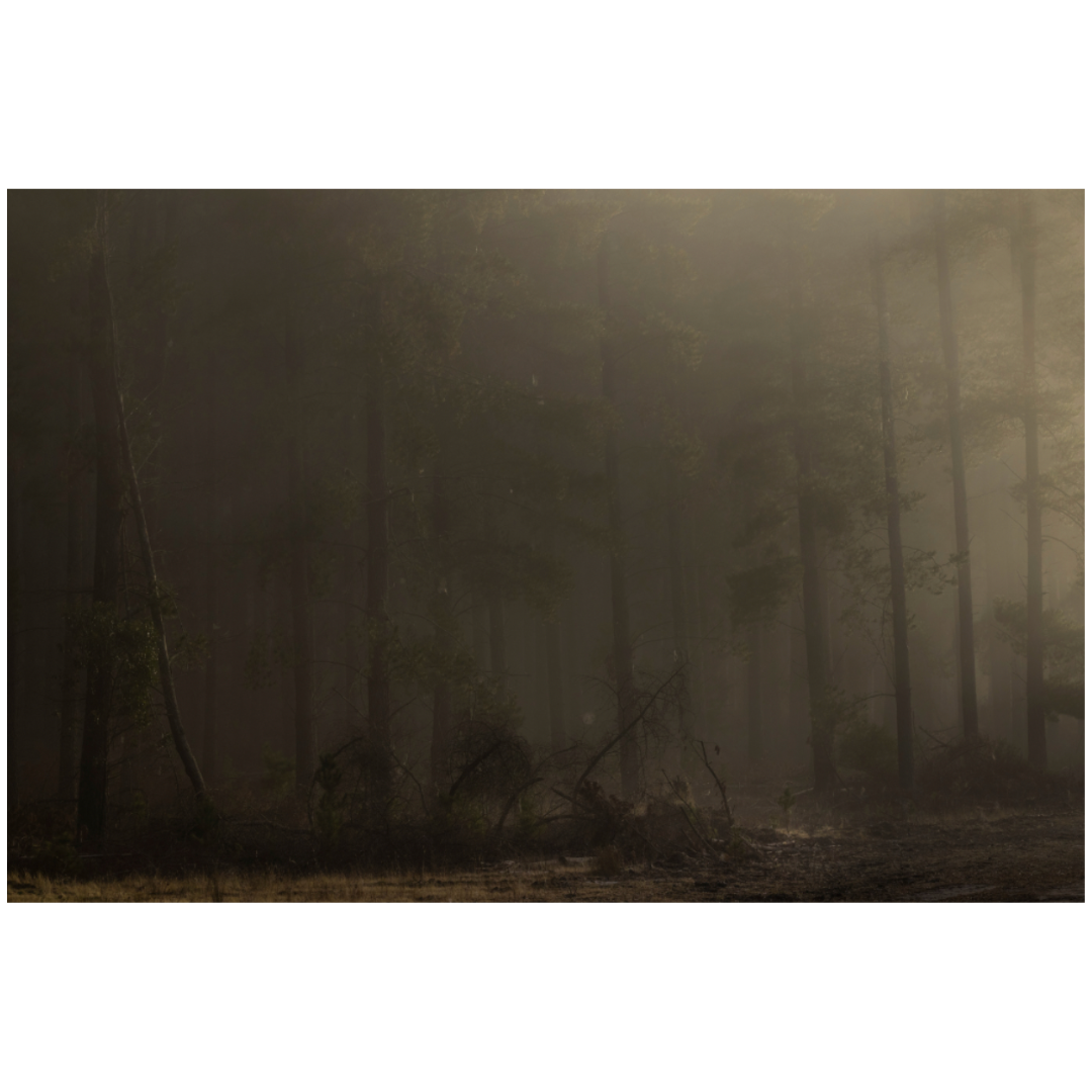 Caroline Cameron — Adelaide Hills 08 50 46 am — Limited Edition Print