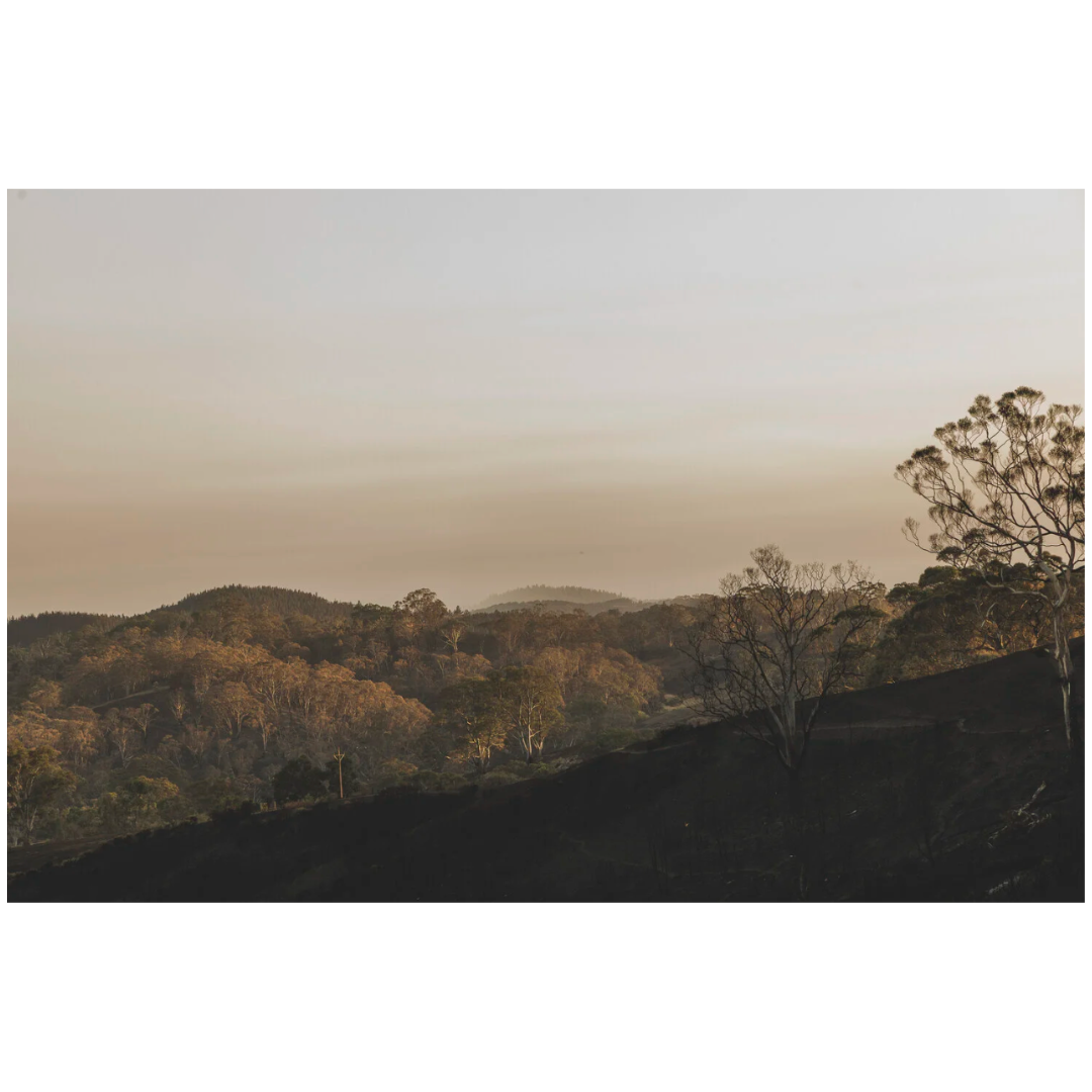Caroline Cameron — Cudlee Creek II.png