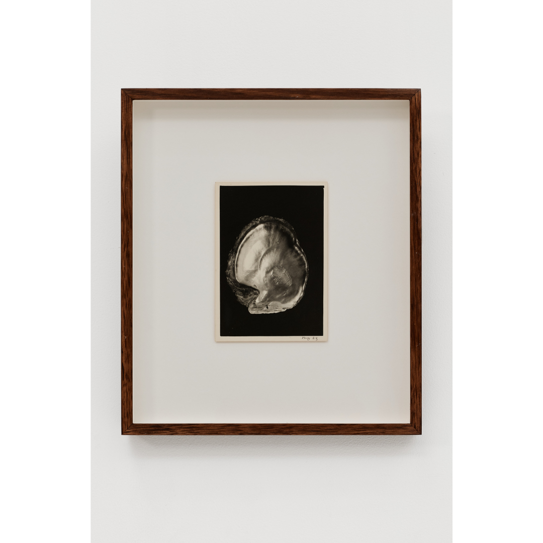 Ming Nomchong — Oyster (2025).png