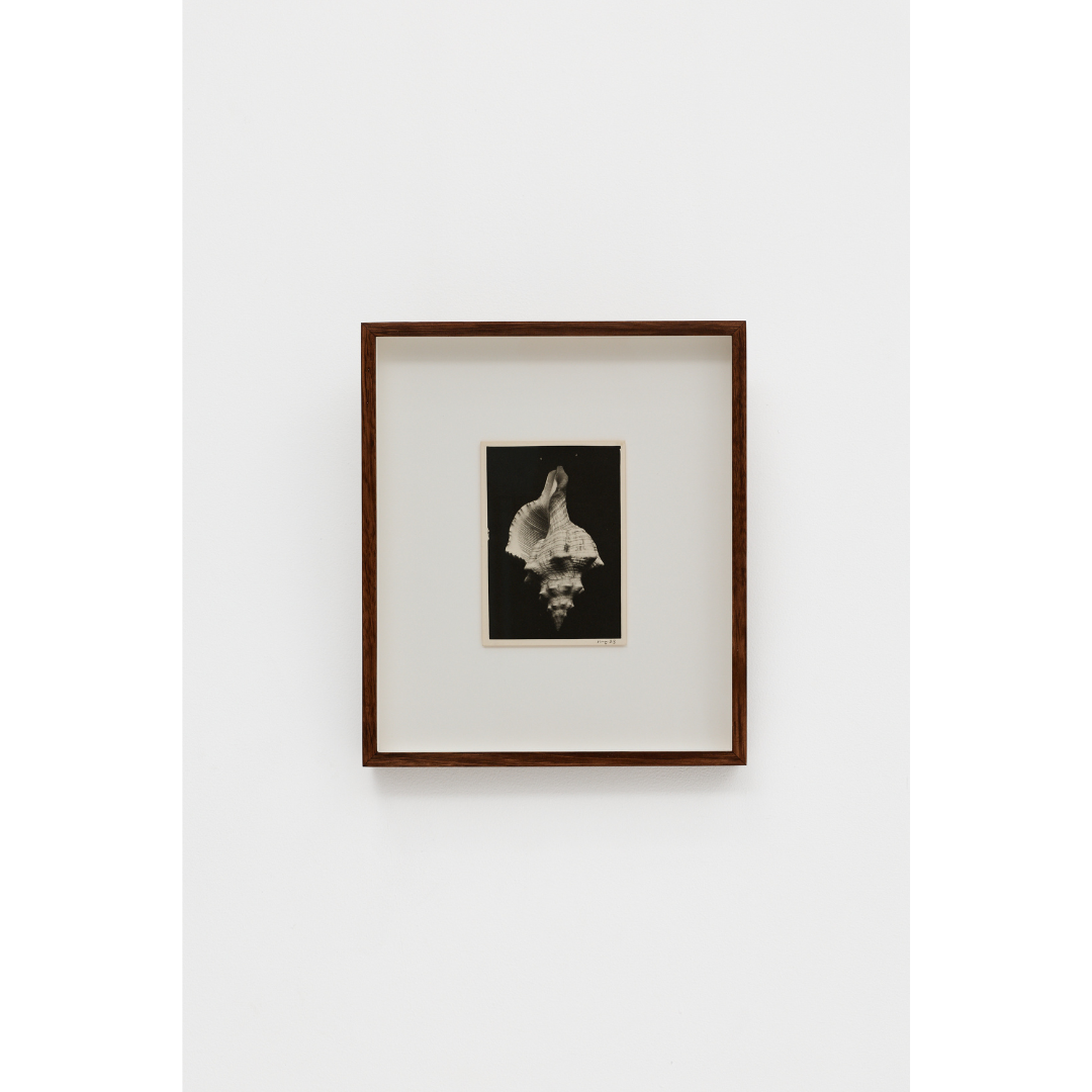 Ming Nomchong — Triplofusus Noir (2023/2025) — Hand-Printed Silver Gelatin Print on Fibre-Based Baryta Paper — 38 cm x 33 cm (Framed Size)