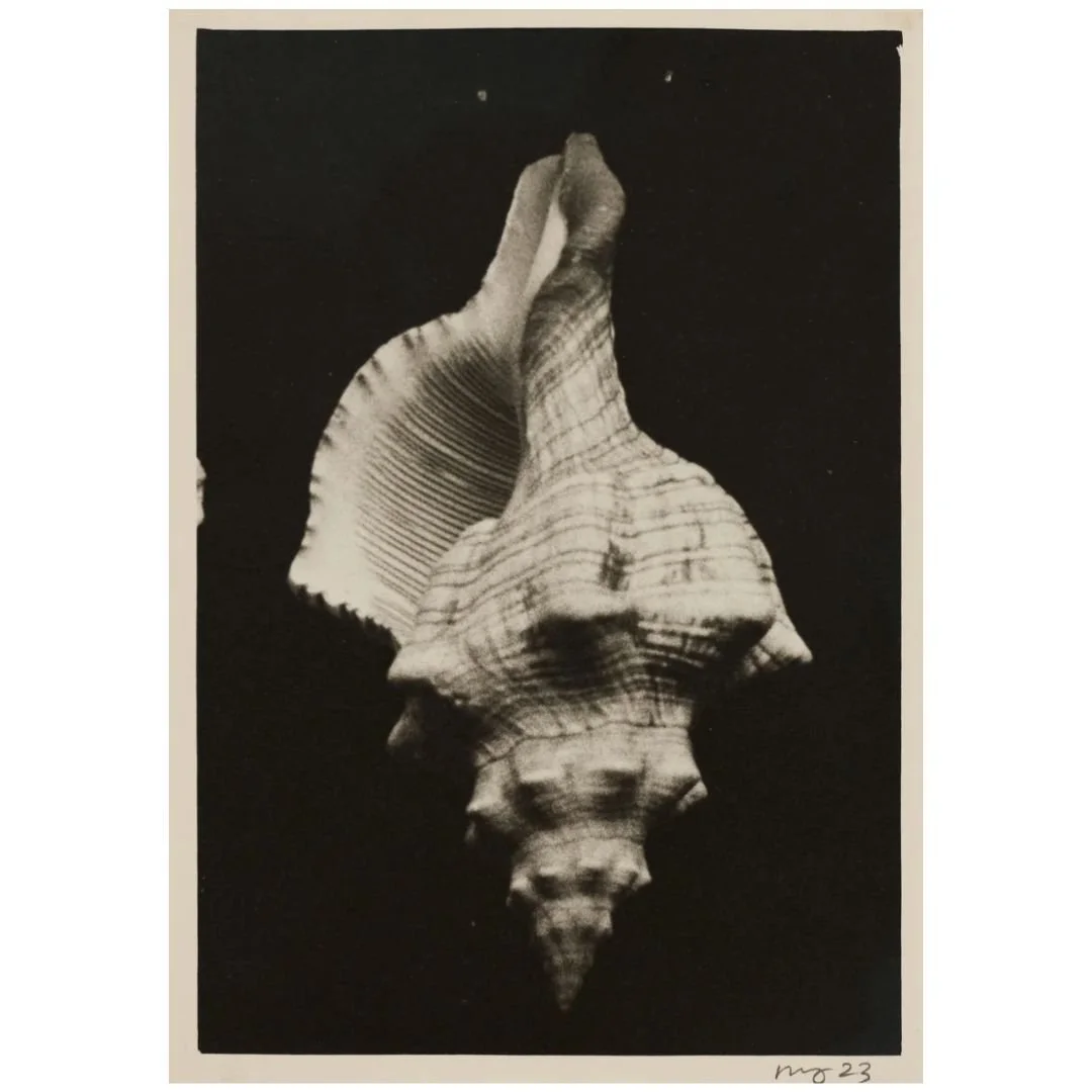 Ming Nomchong — Triplofusus Noir (2023/2025) — Hand-Printed Silver Gelatin Print on Fibre-Based Baryta Paper — 38 cm x 33 cm (Framed Size)
