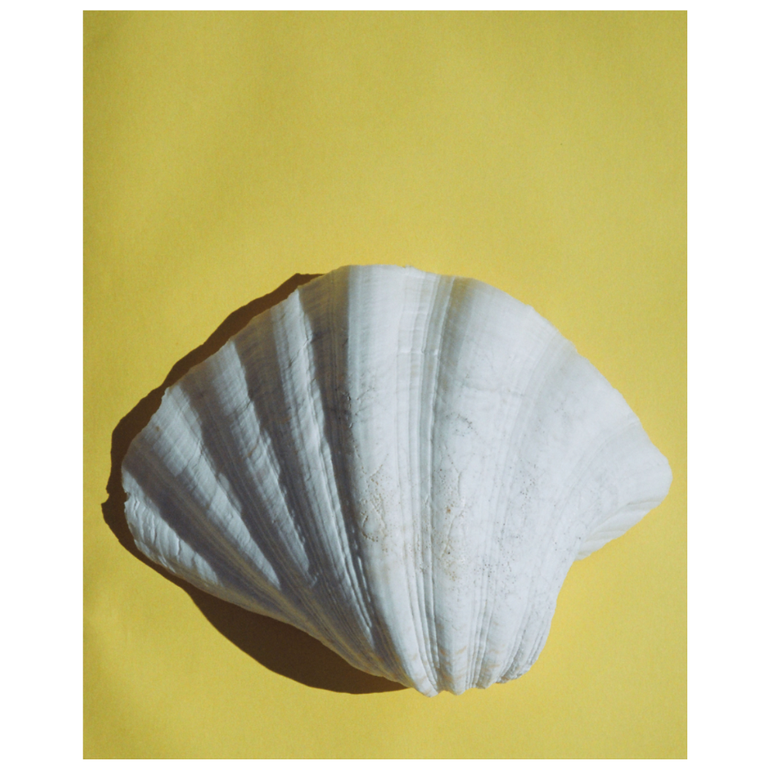 Ming Nomchong — A Shell On Yellow.png