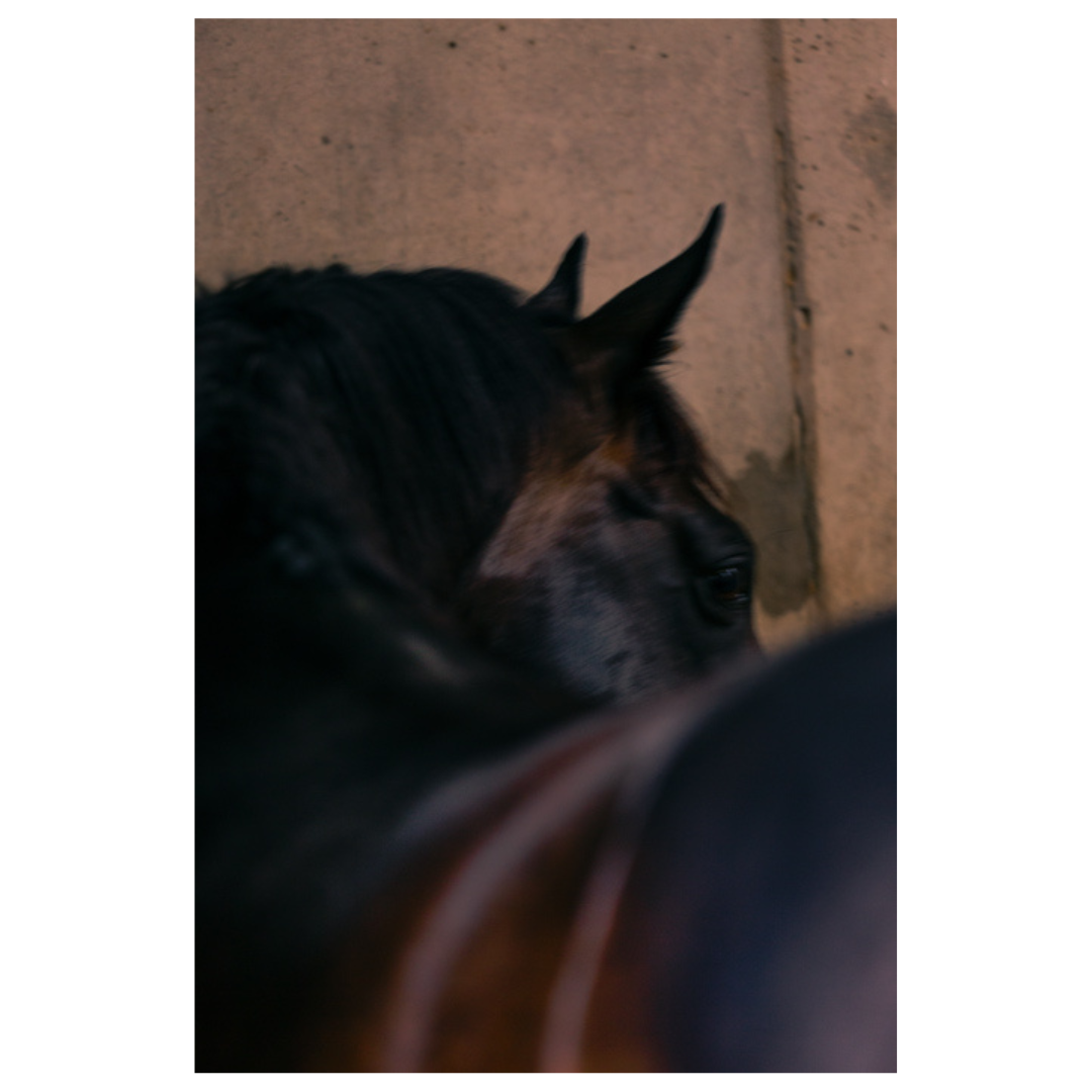 Susan Watson Knight and Trevor Mein —  Americain.png