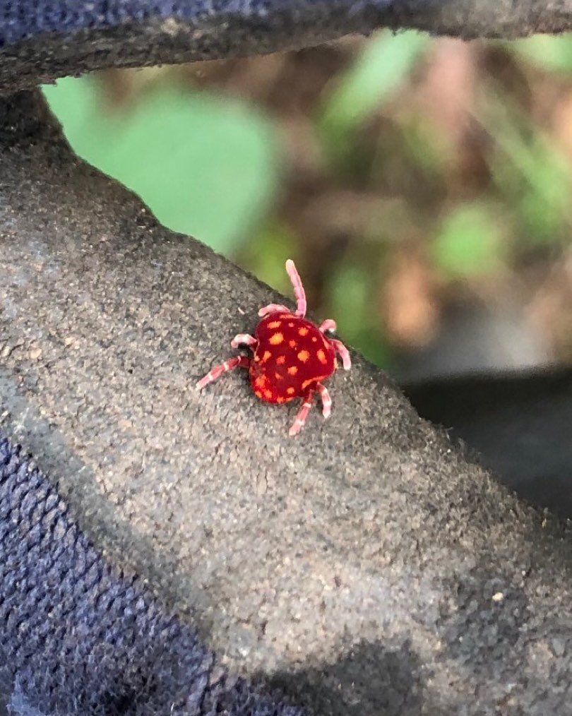 genus ronaldothrombium aka true velvet mite, or red velvet mite or rain bug found in leaf litter during rainy seasons, throughout australia &amp; around the world.. bushteknishnz carly &amp; gekko call this fella a strawberry mite.. @ fig tree pocket