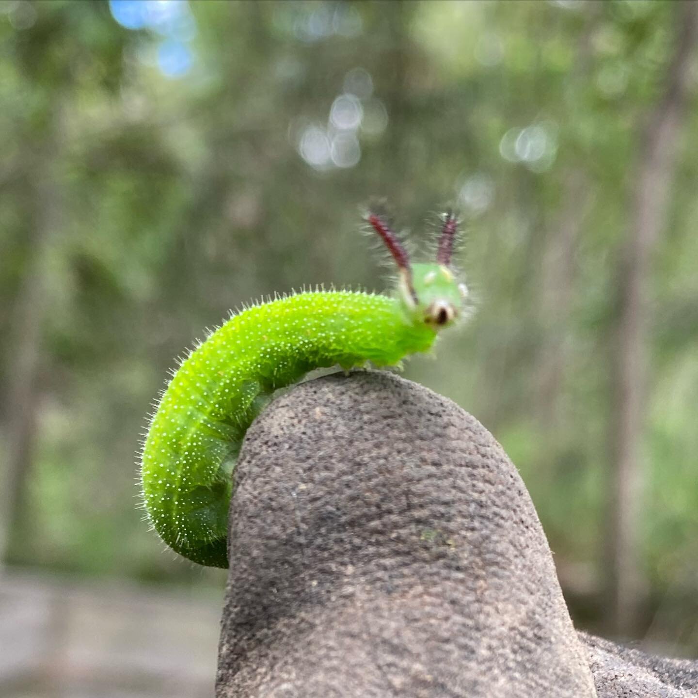 caterpillar of the Melanitis leda aka evening brown butterfly.. common on Megathyrsus maximus aka green panic weedy grass, but hosts on 11 local grass spp. such as themeda aka kangaroo grass (a fav), phragmites, imperata aka blady, sorghum, leersia &