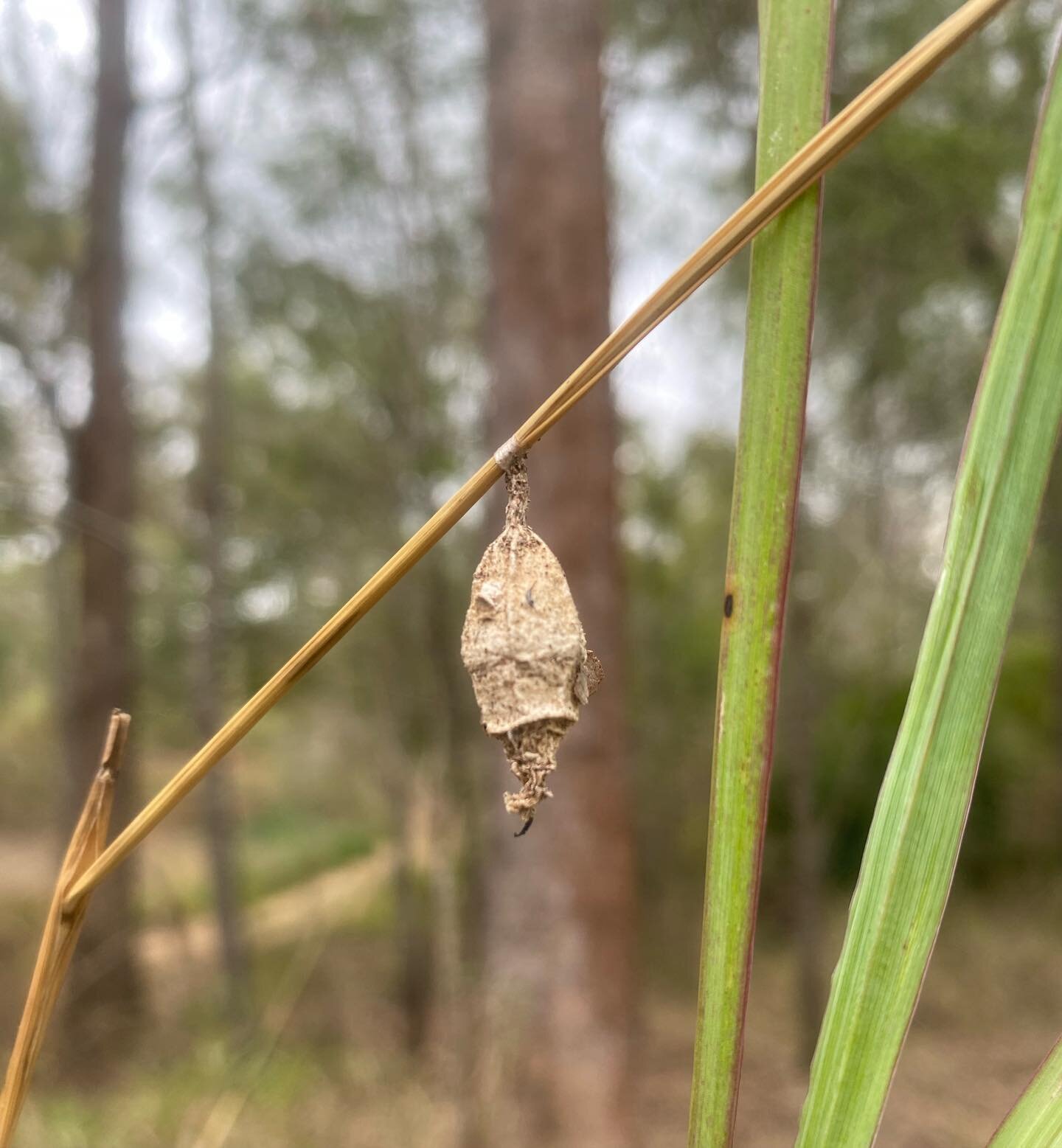 small sweet things IV.. mysterious chrysalis quietly evolving new life within.. grass is Setaria sphacelata aka african pigeon grass.. this clump was carefully shifted with students of YSchools bushtrax regen program @ camp bundalong..