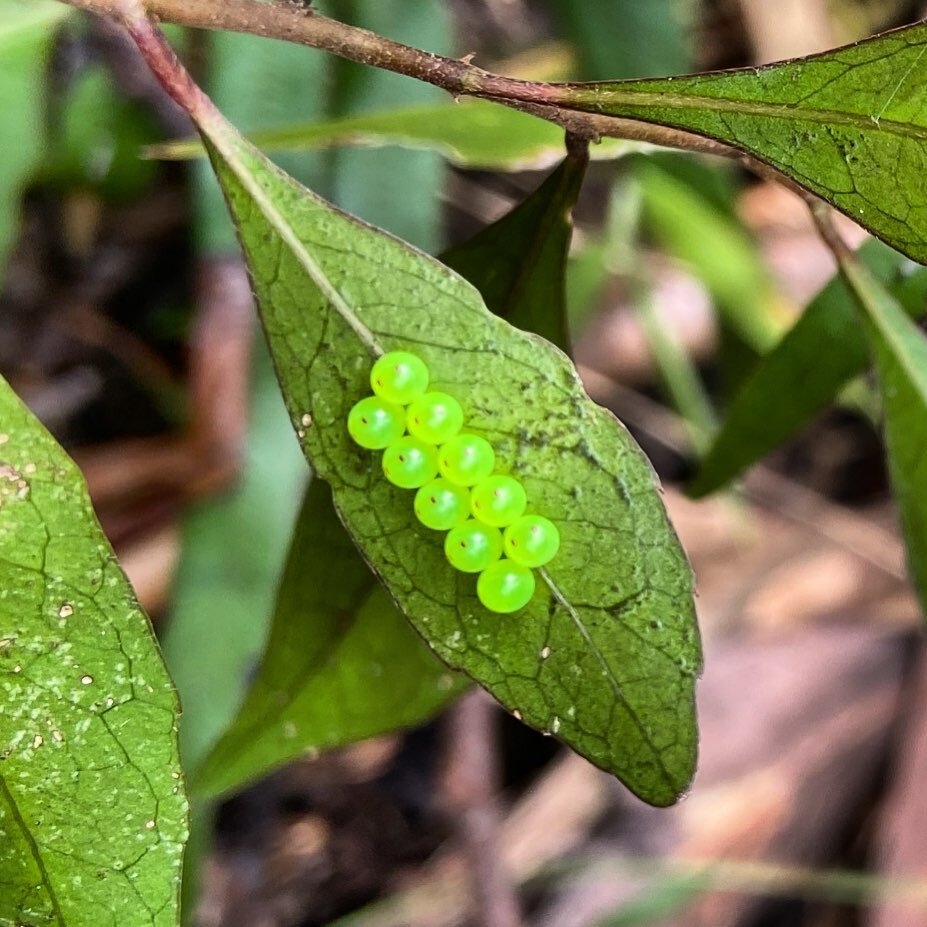small sweet things III.. wee eggs on dodonea triquetra.. @ currumbin ecovillage (moment captured by bushteknishn sophie)
