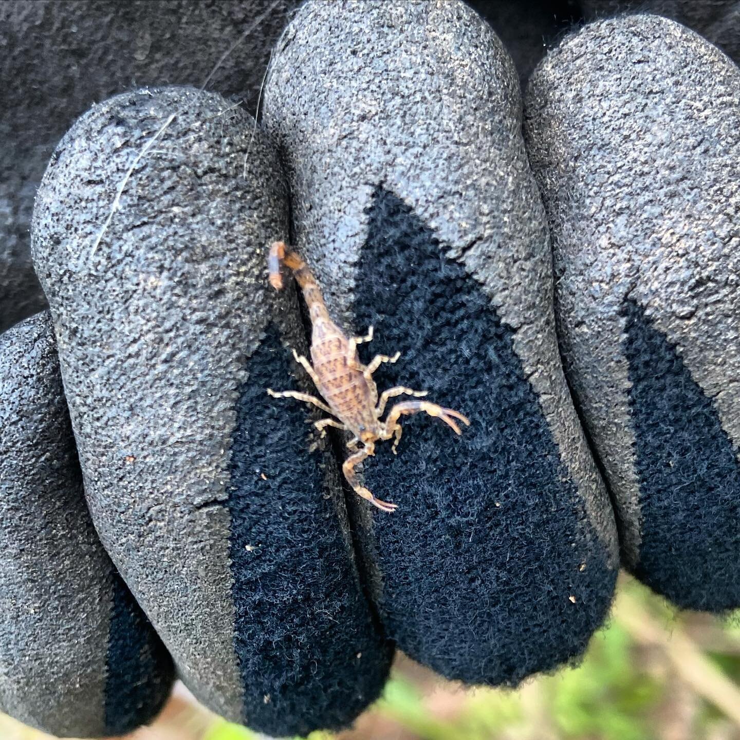 small sweet bush beings II.. scorpion in forest leaf litter.. @ currumbin valley ecovillage (moment captured by bushteknishn lindsey)