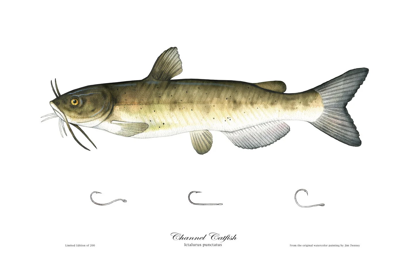 Giclee ChannelCat.jpg