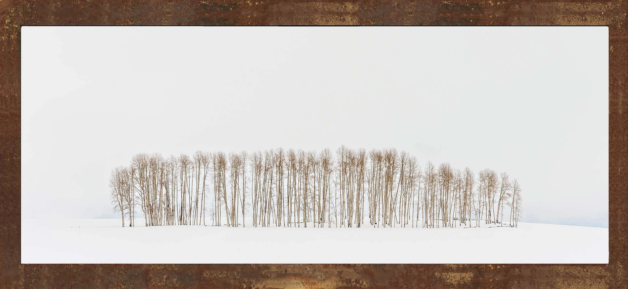 4x8-aspentrees-in-snow.jpg