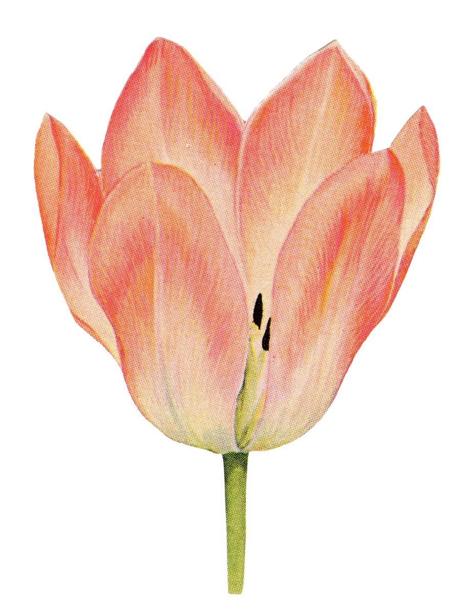 pink flower 2.png
