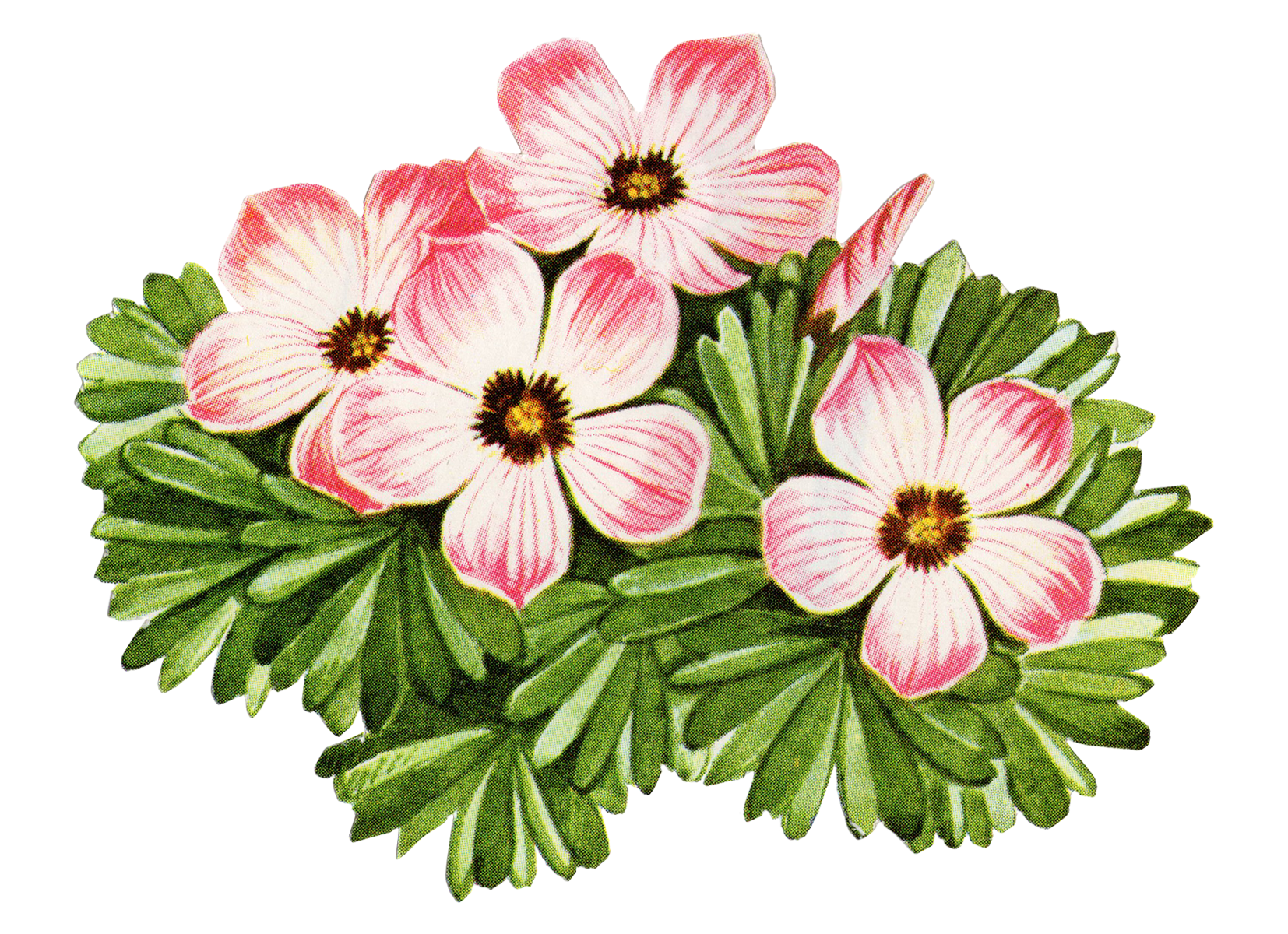 pink flower 1.png