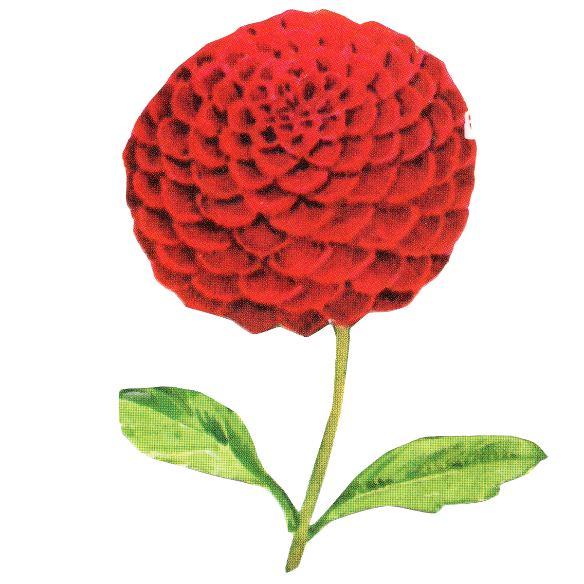 red flower 4.png