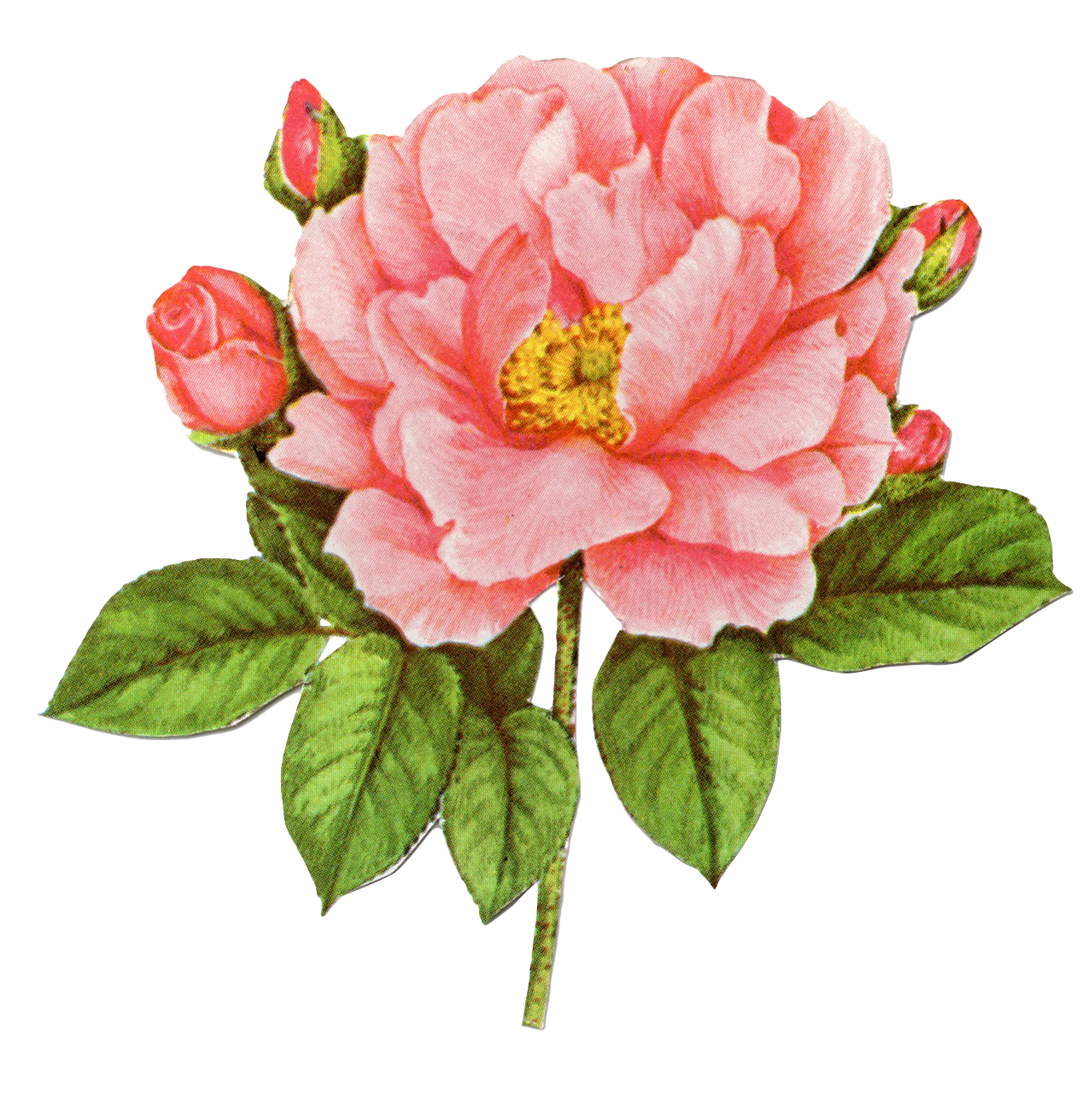 pink flower 5.png