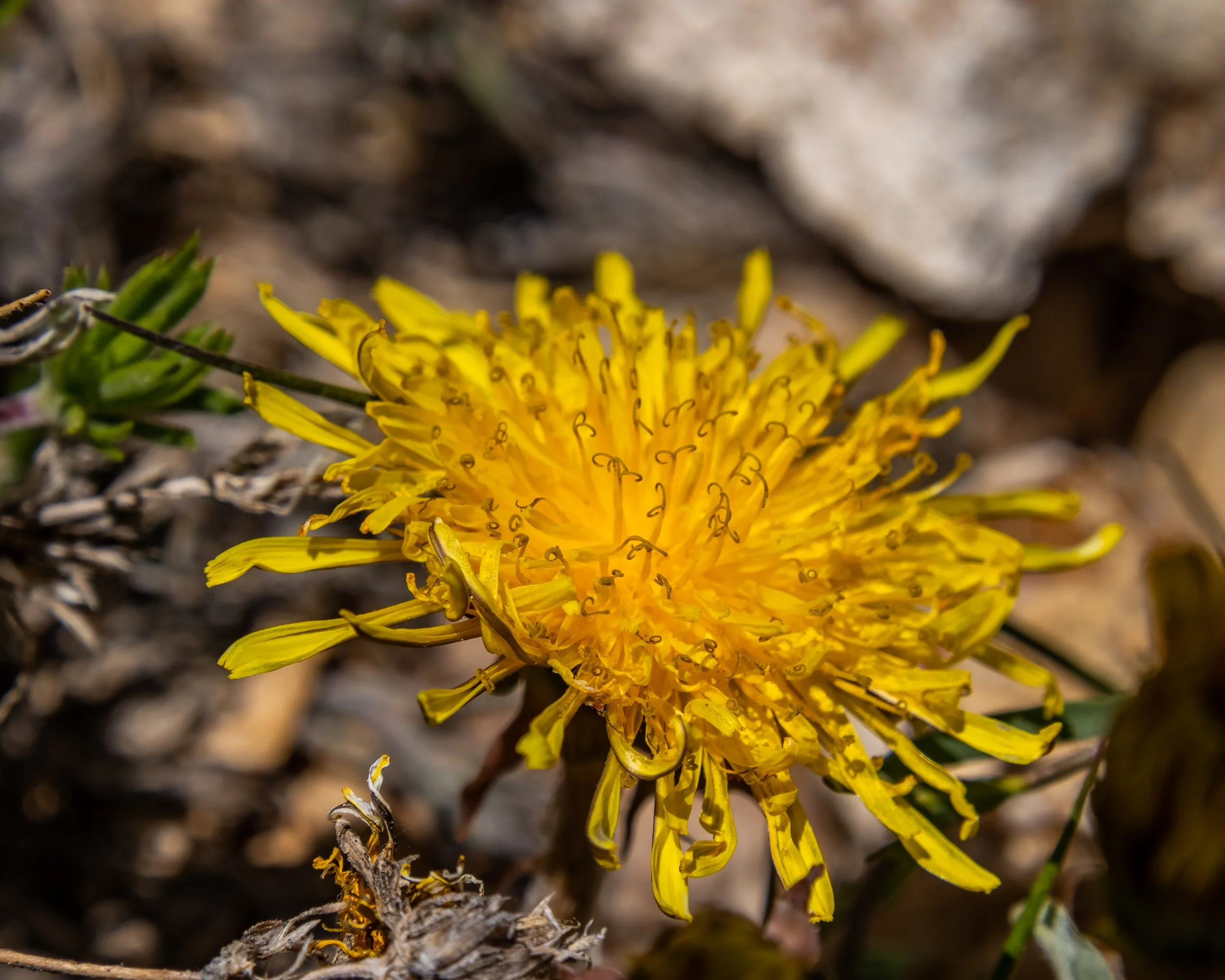 2019-06-27 Methusalah Trail --- 28.jpg