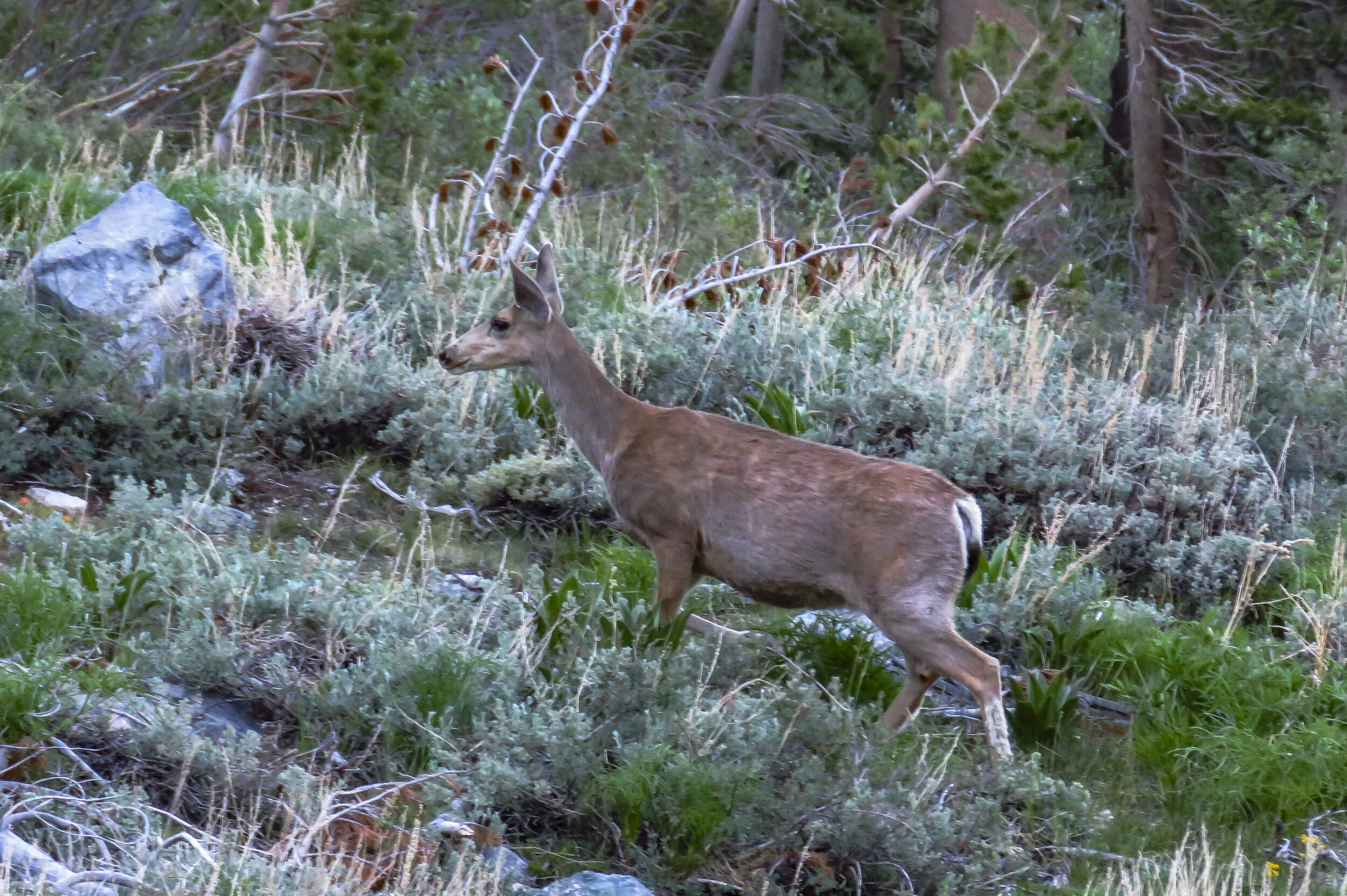 Kearsarge - 2018 June - 062.jpg