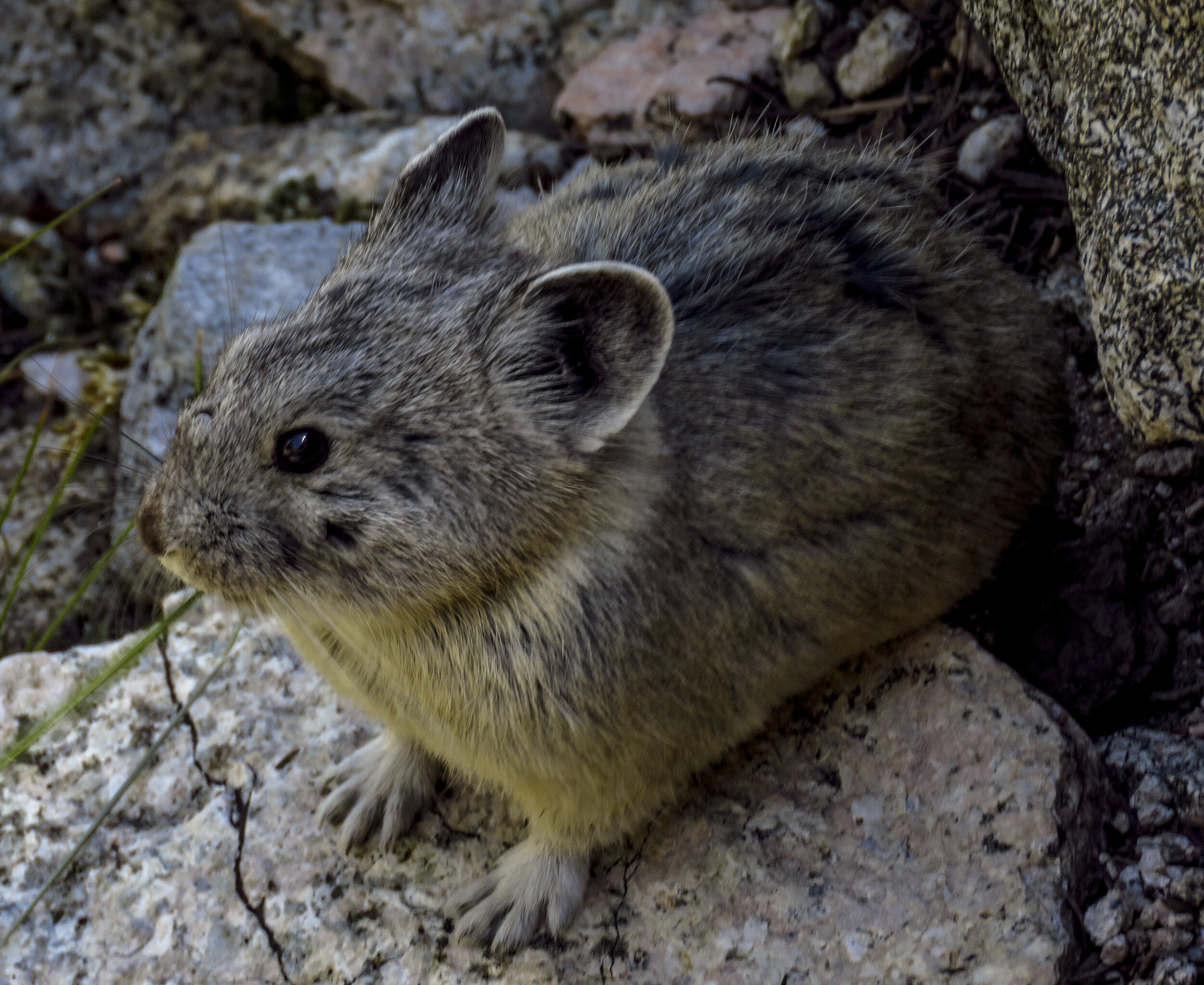 Kearsarge - 2018 June - 005.jpg
