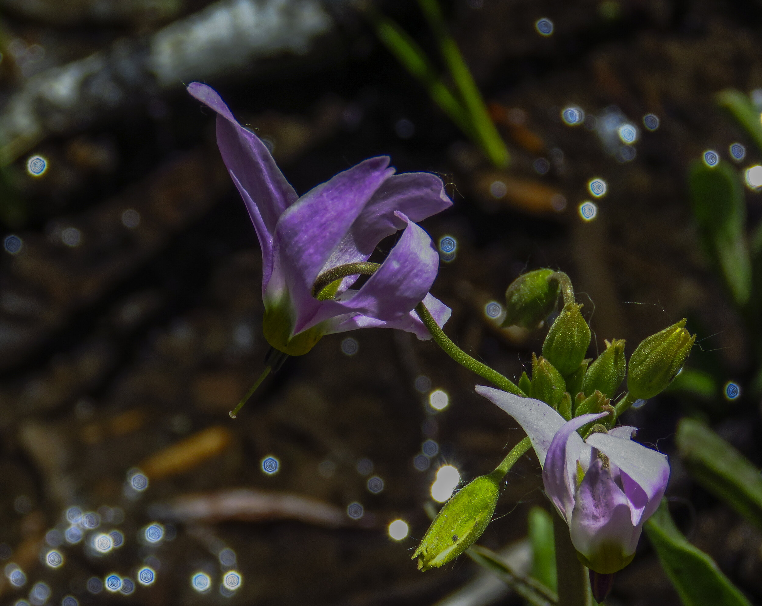 Kearsarge - 2018 June - 008.jpg