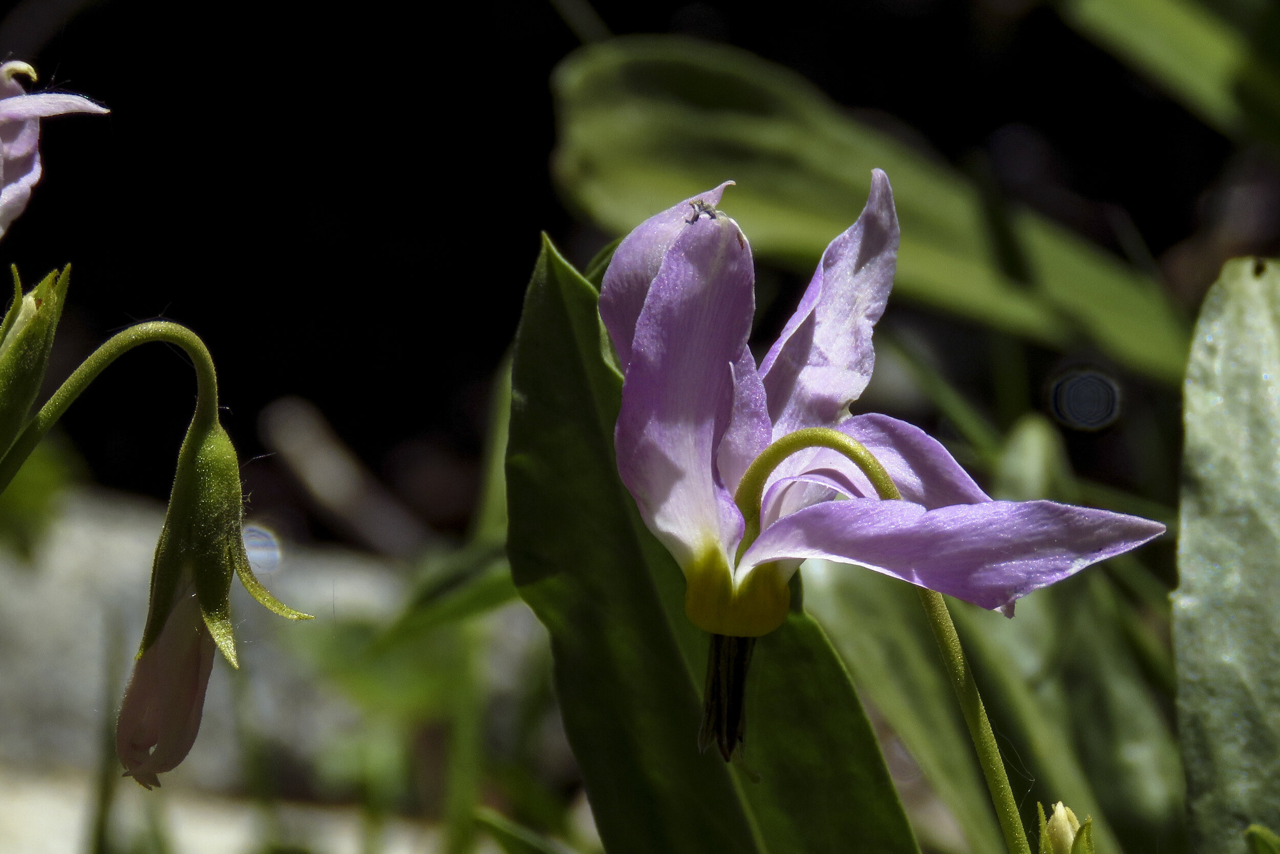 Kearsarge - 2018 June - 010.jpg