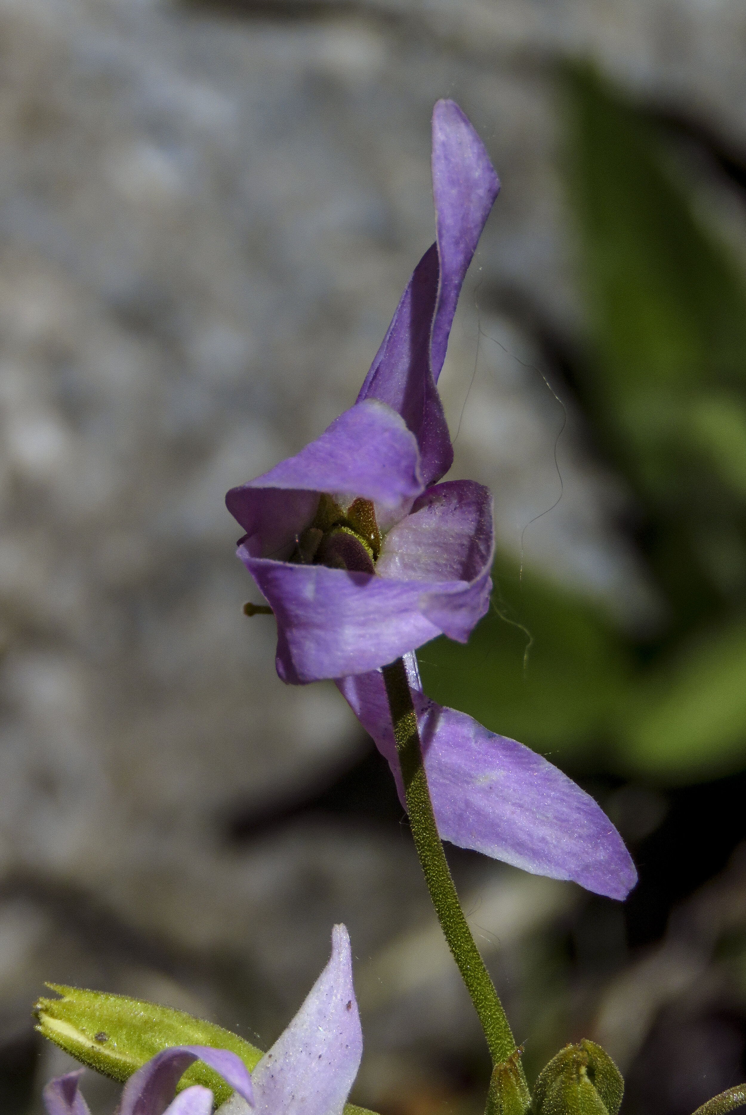 Kearsarge - 2018 June - 009.jpg