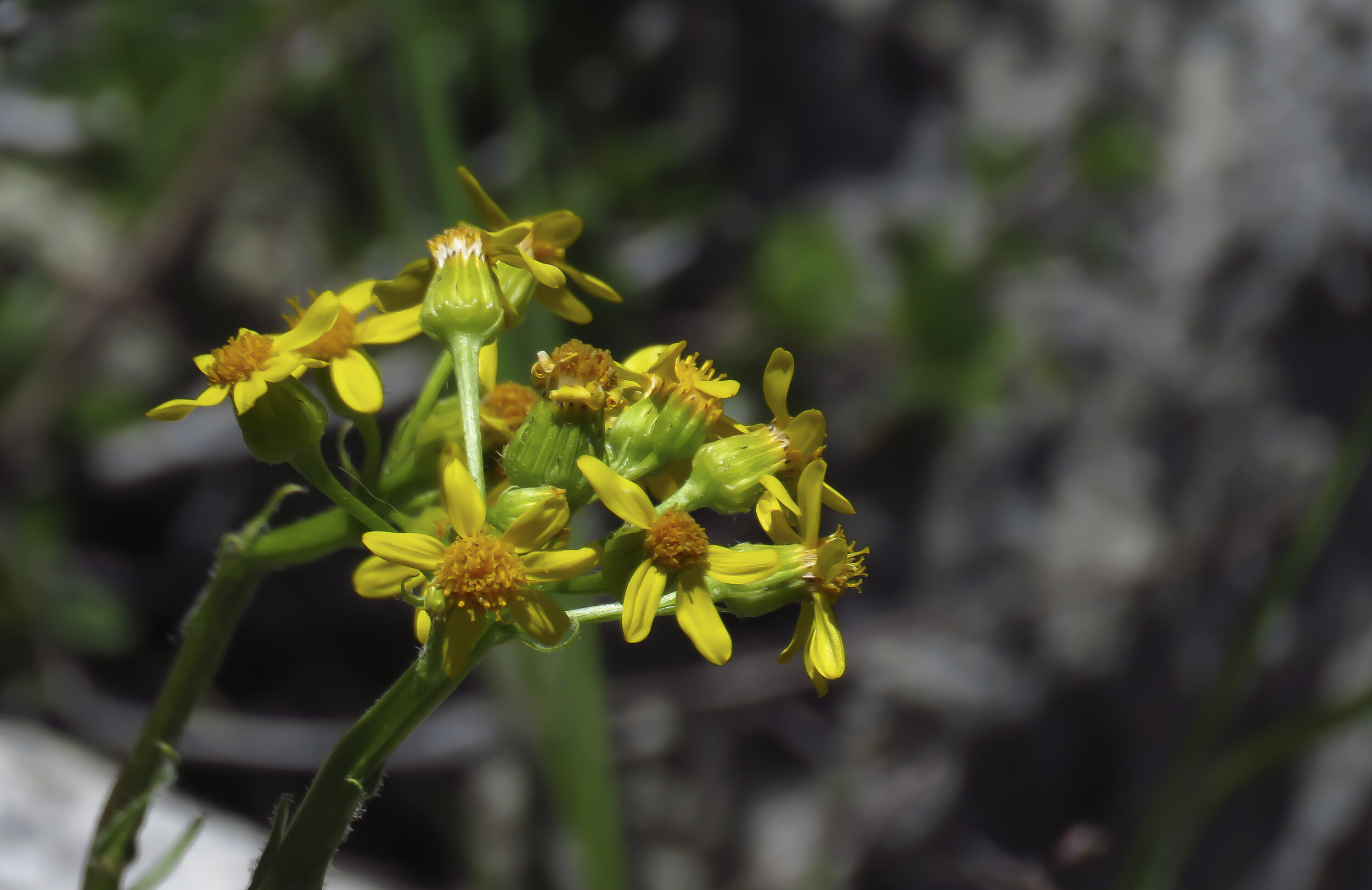 Kearsarge - 2018 June - 013.jpg
