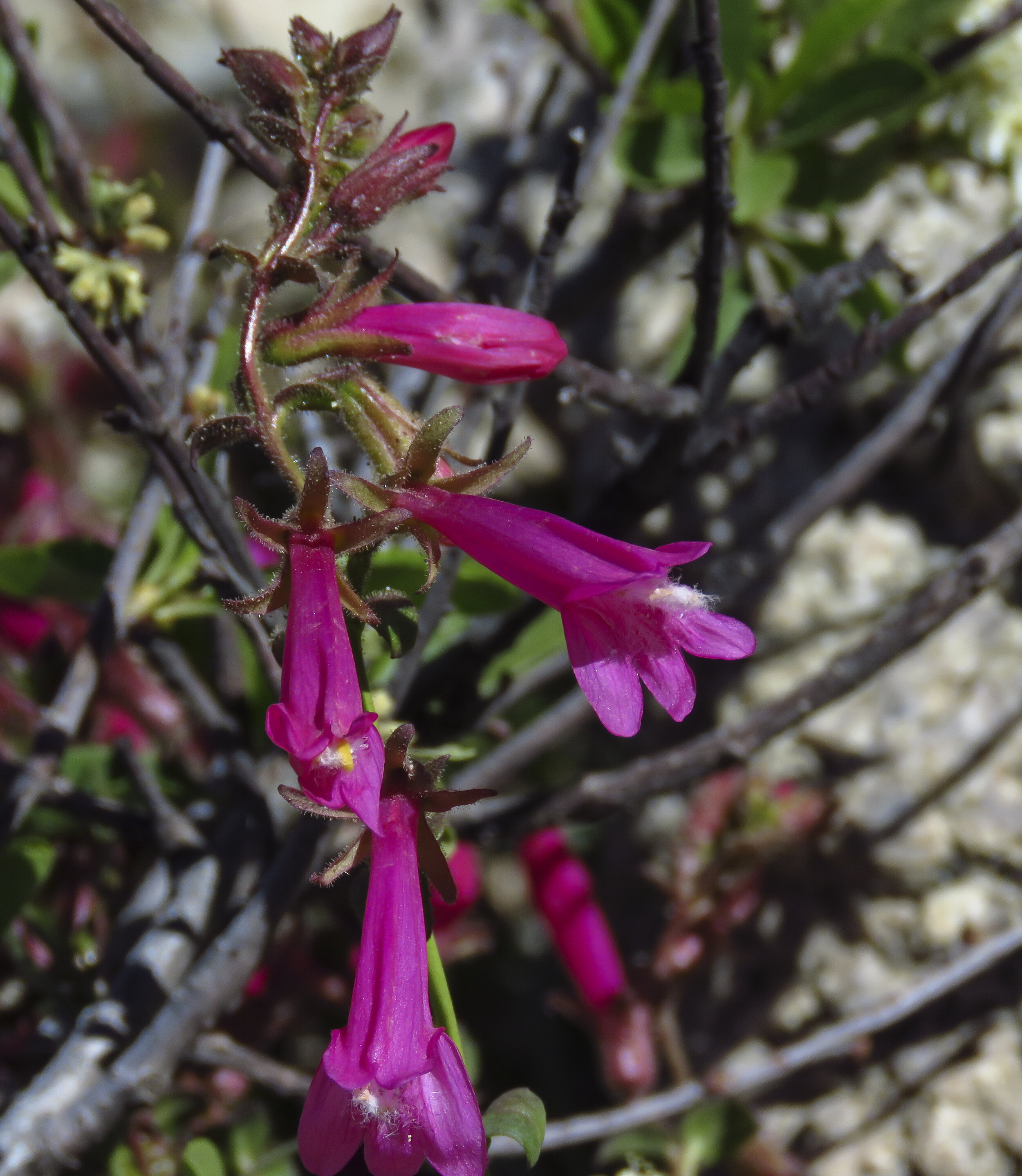 Kearsarge - 2018 June - 014.jpg