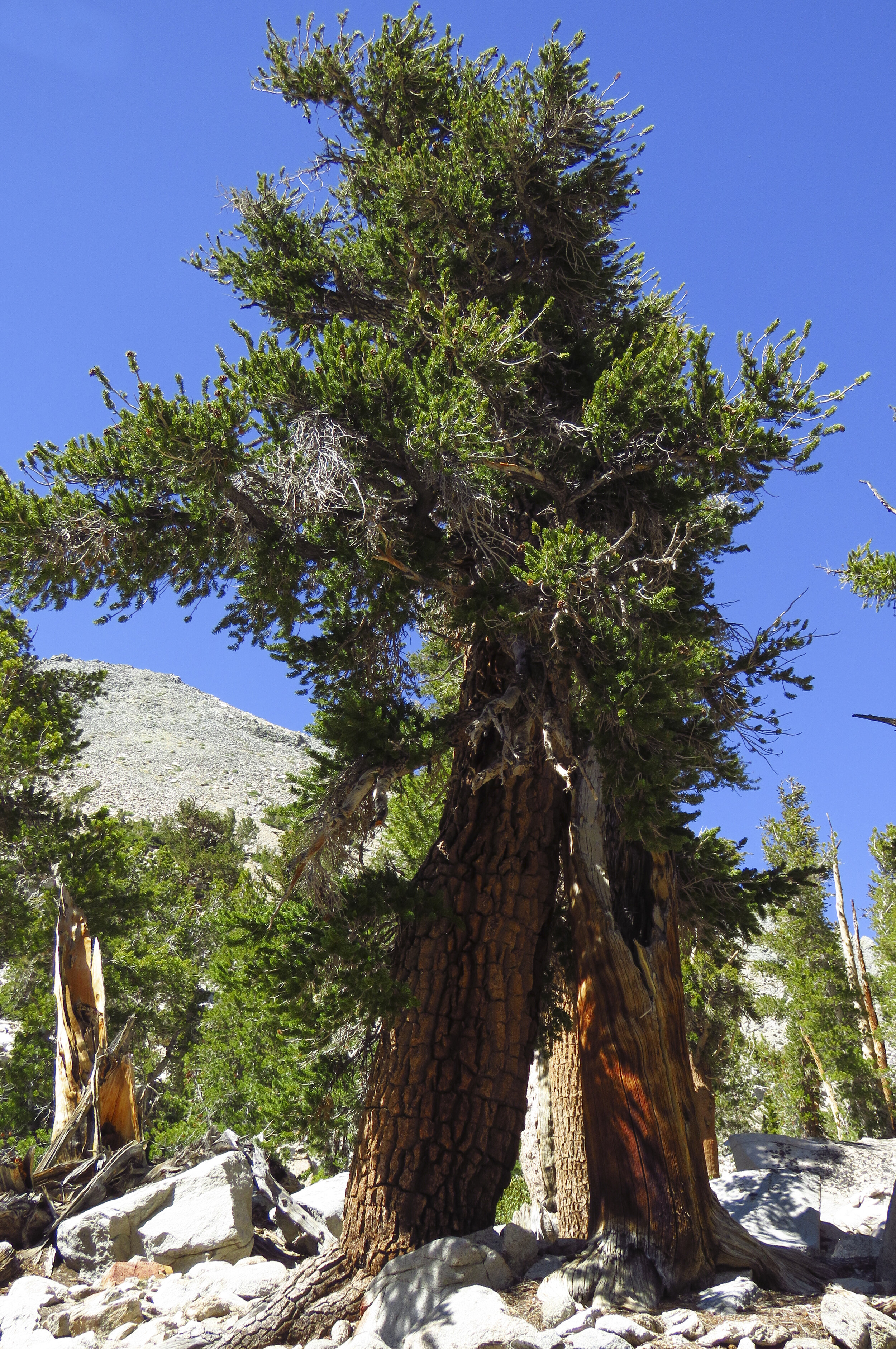 Kearsarge - 2018 June - 023.jpg