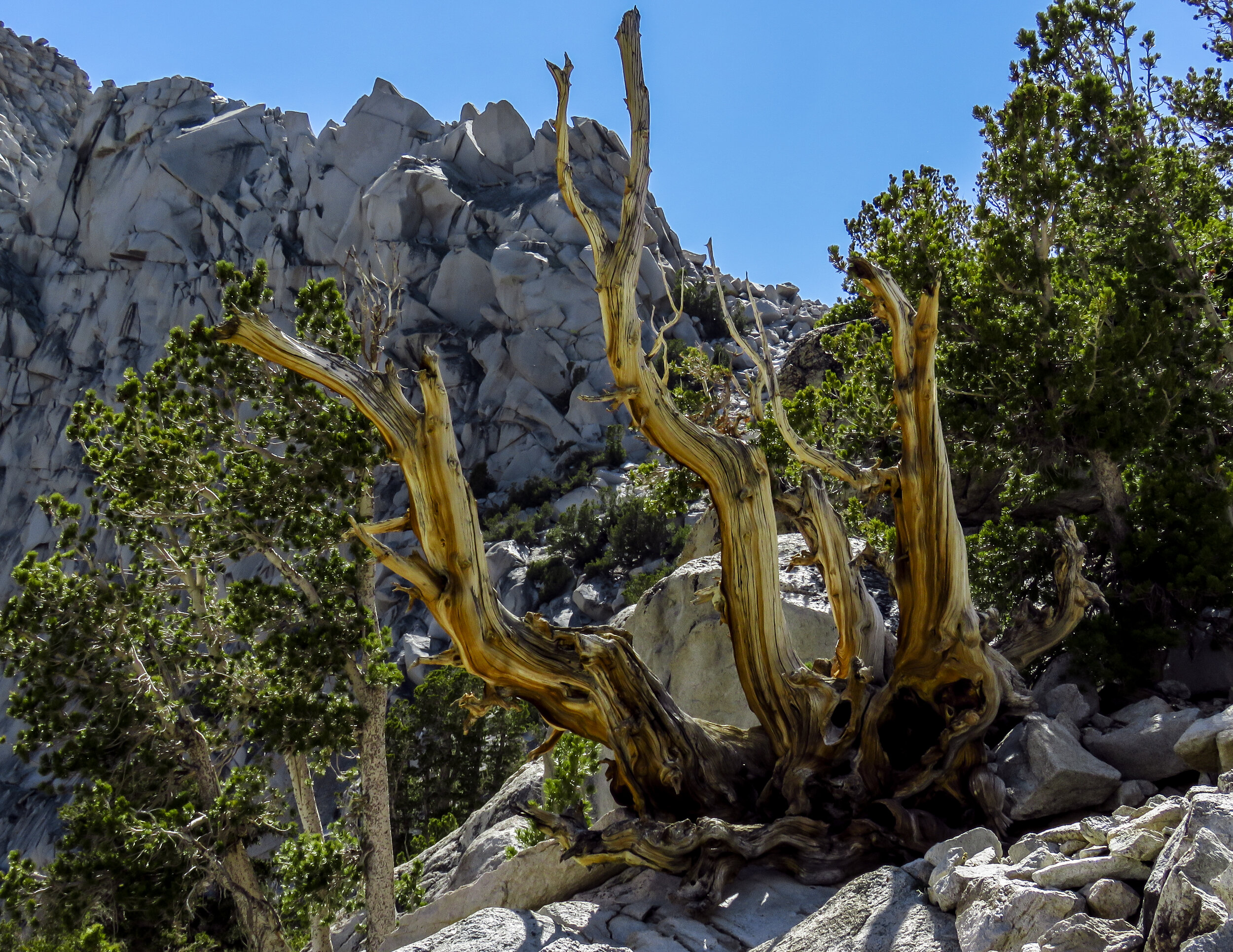 Kearsarge - 2018 June - 029.jpg