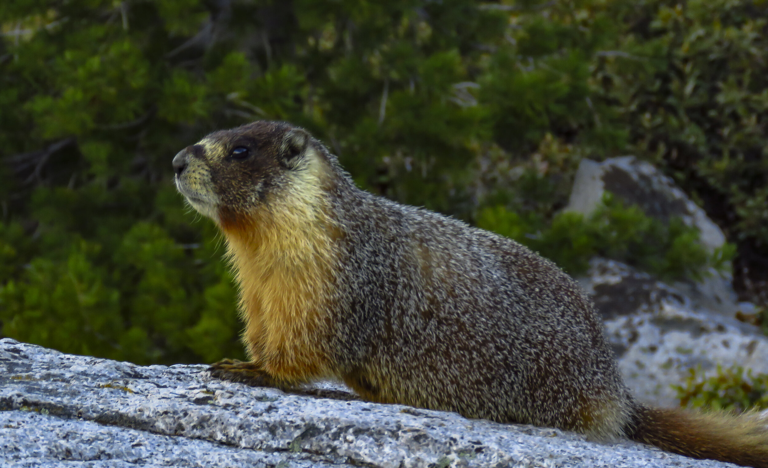 Kearsarge - 2018 June - 058.jpg