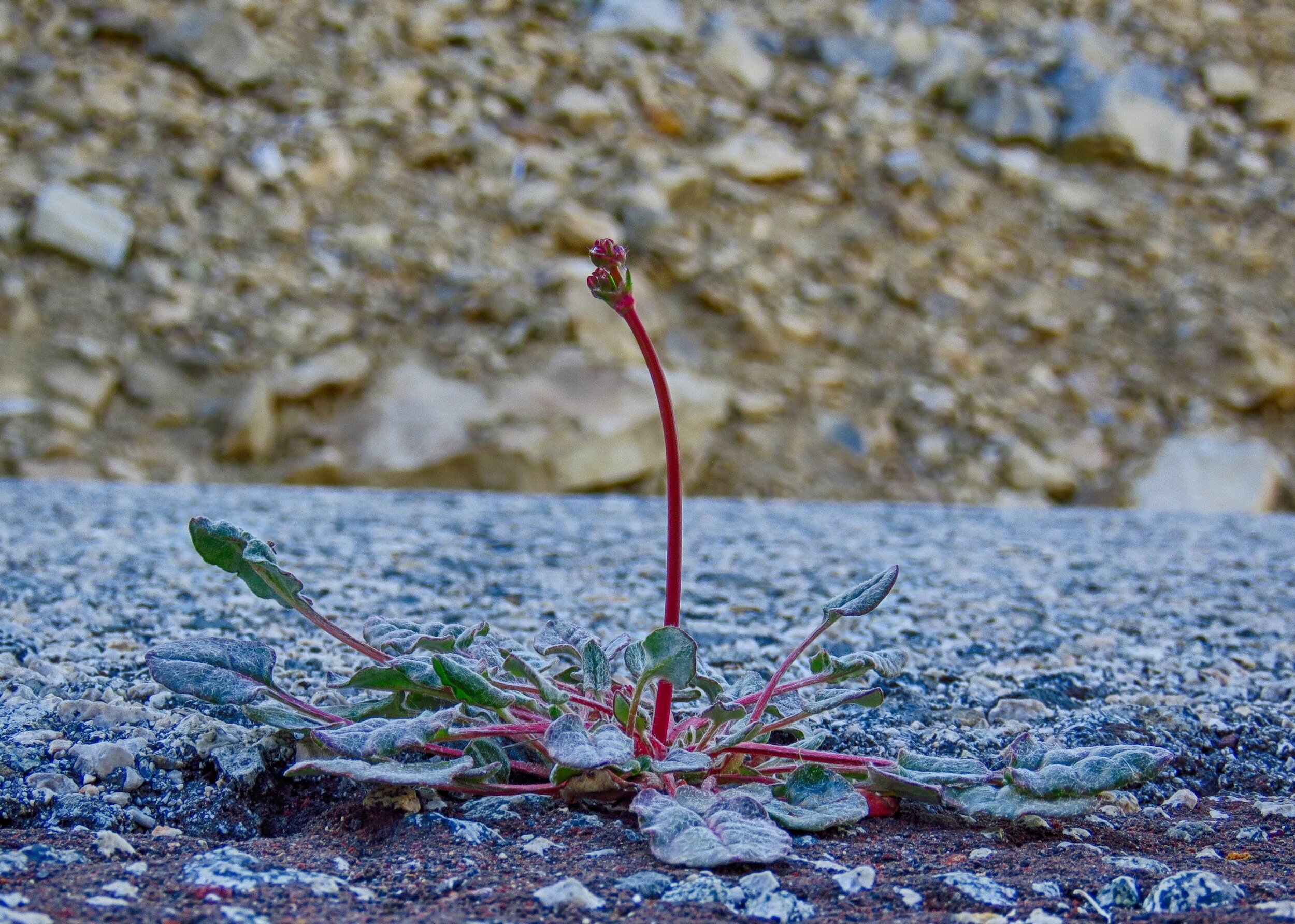 IMG_2466-HDR.jpg