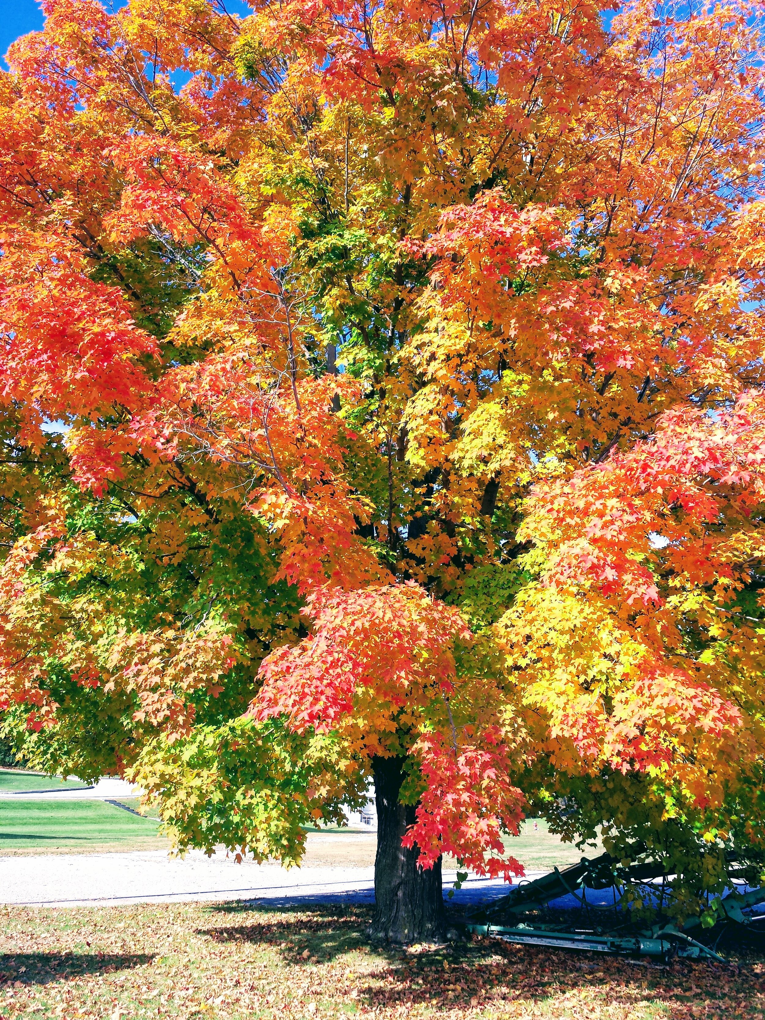 2015-10-11 10.46.09.jpg