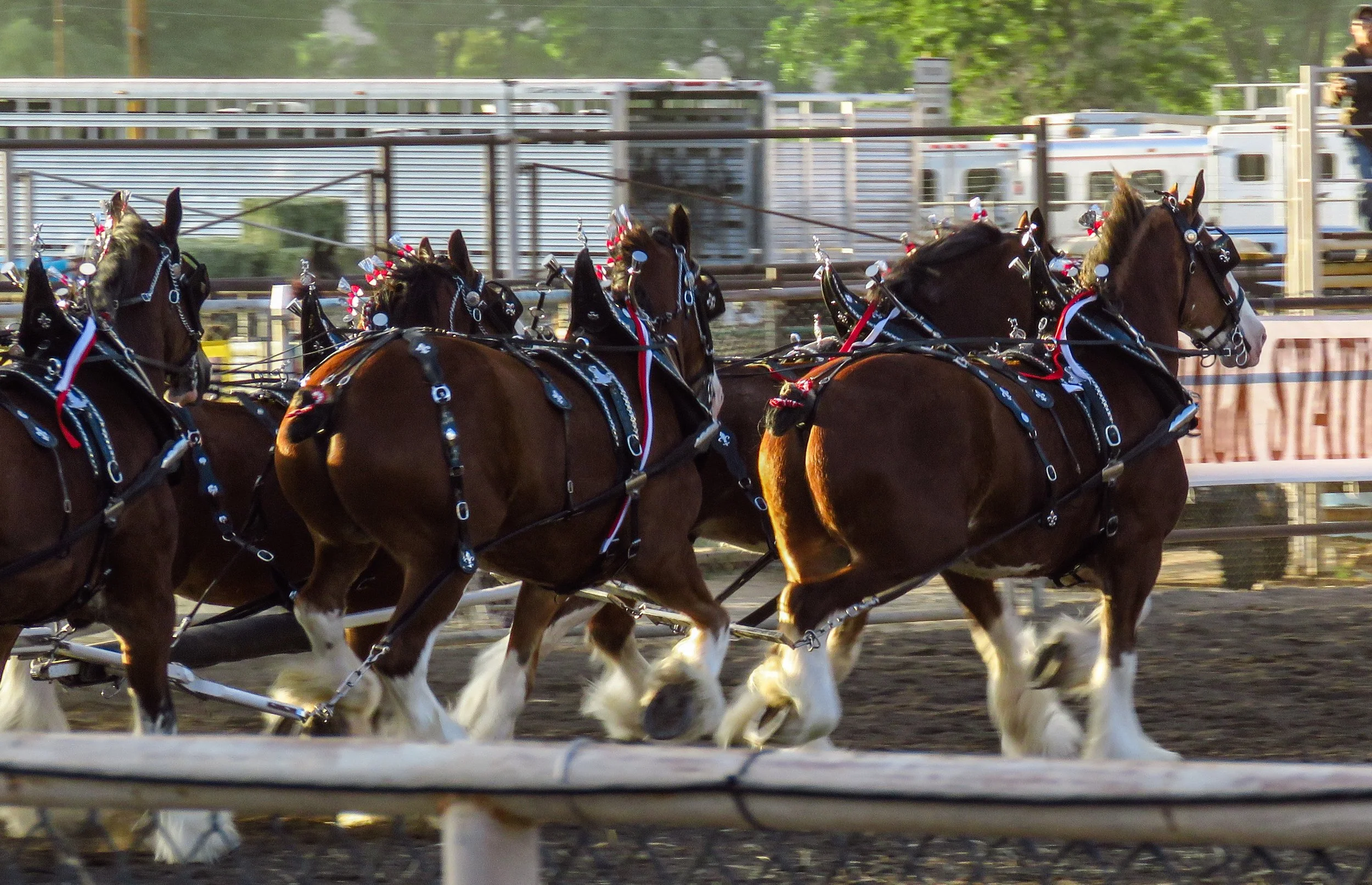 Mule Days Rodeo - Friday — Saunter Thru Life