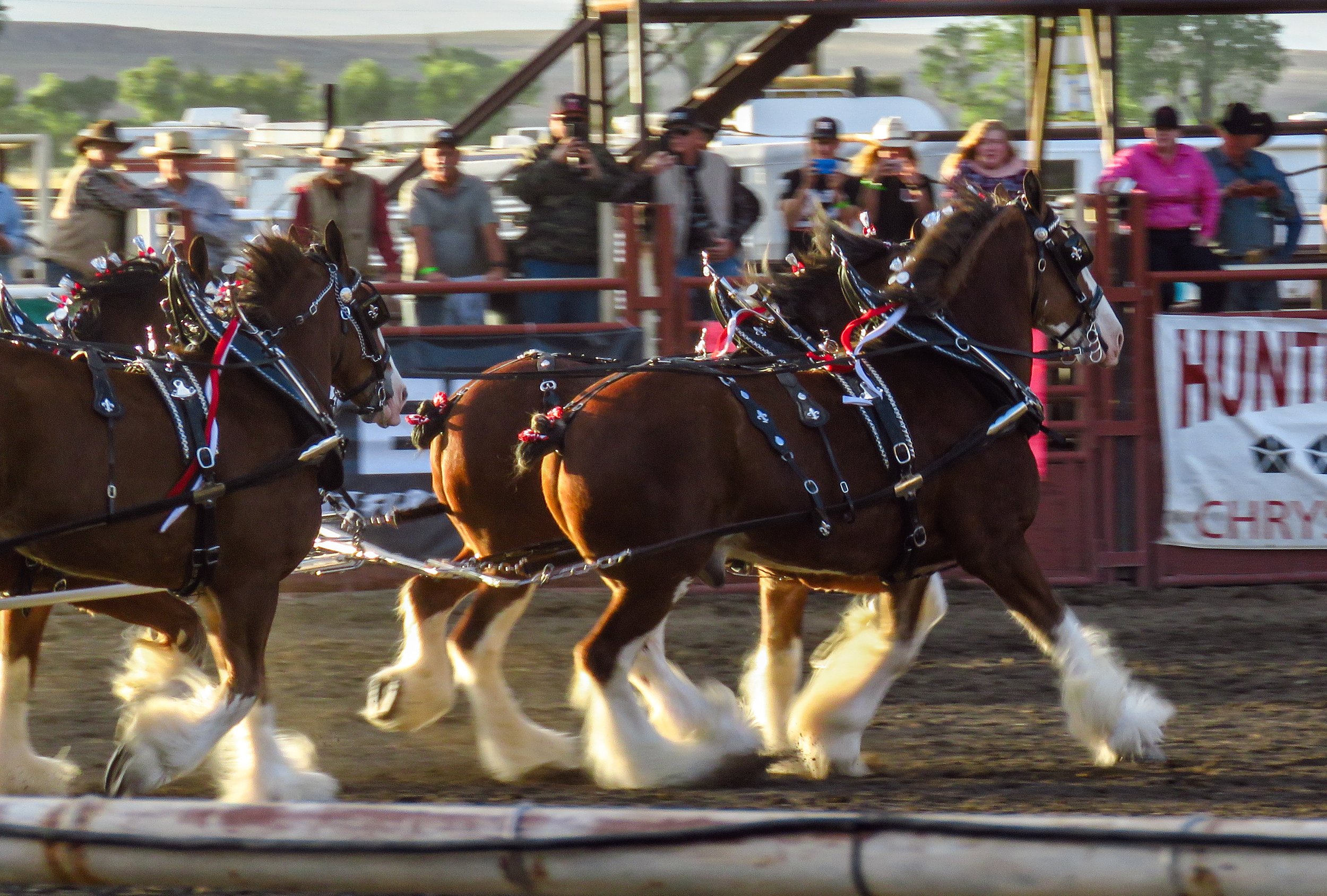 Mule Days Rodeo - Friday — Saunter Thru Life