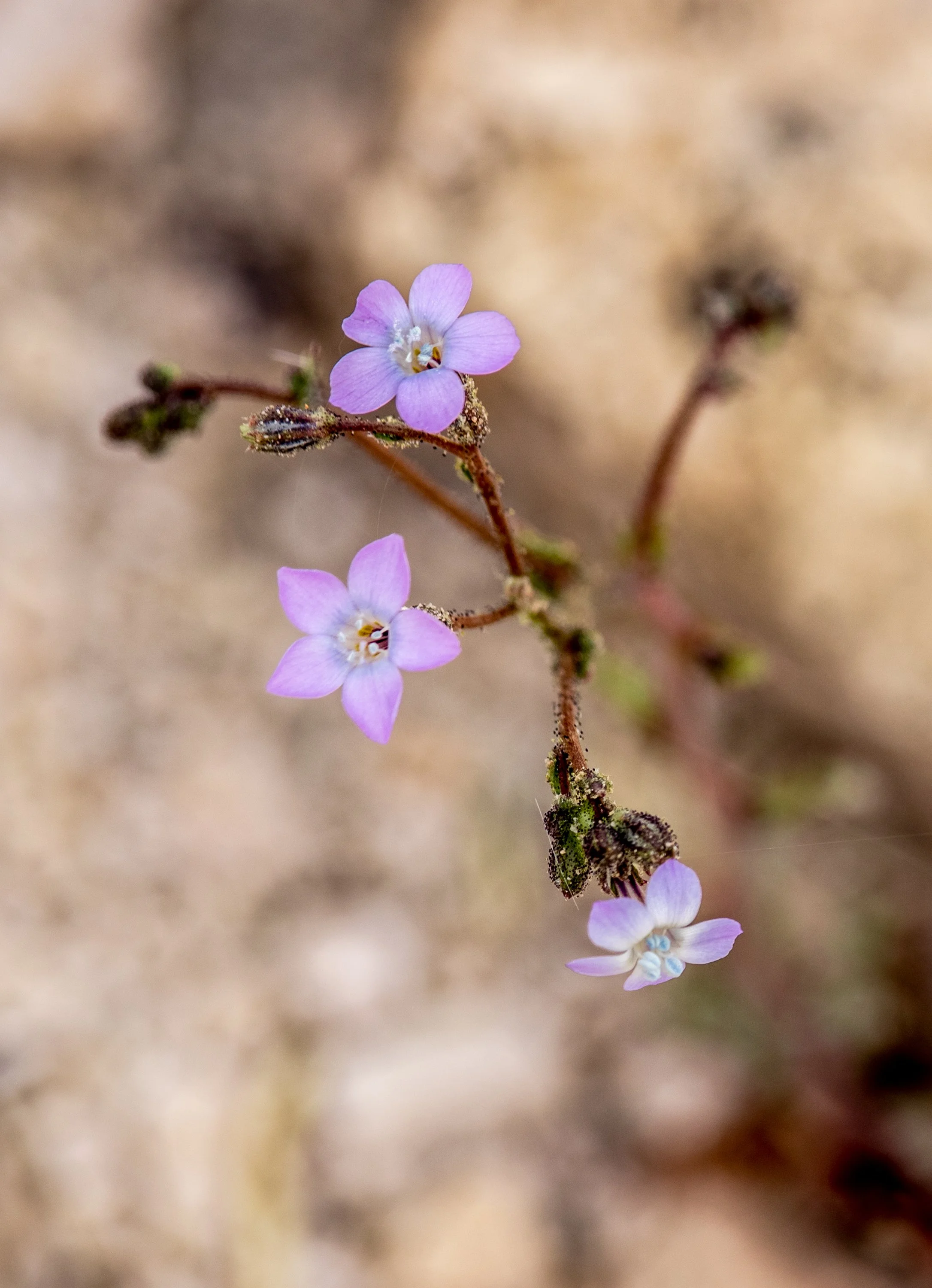 2019-04-15 Fish Slough Petroglyphs-41.jpg