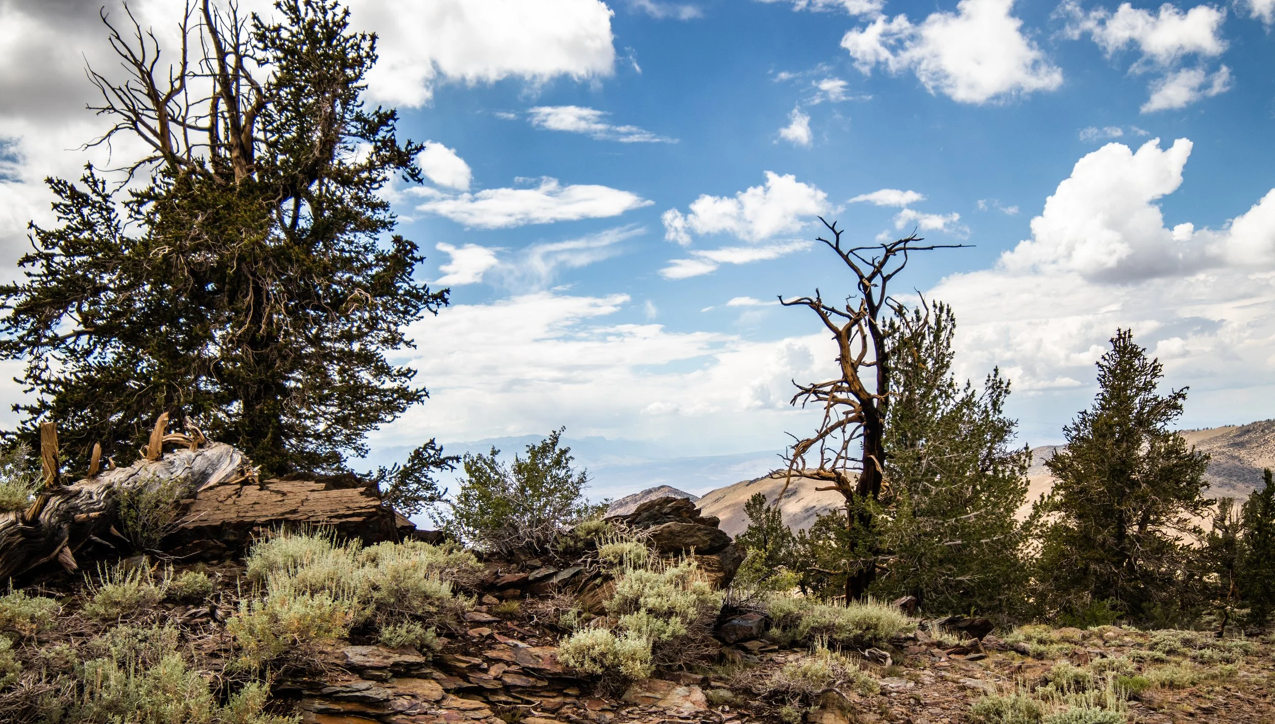 2018-07-14 Photography Trip Bristlecones --- 191.jpg